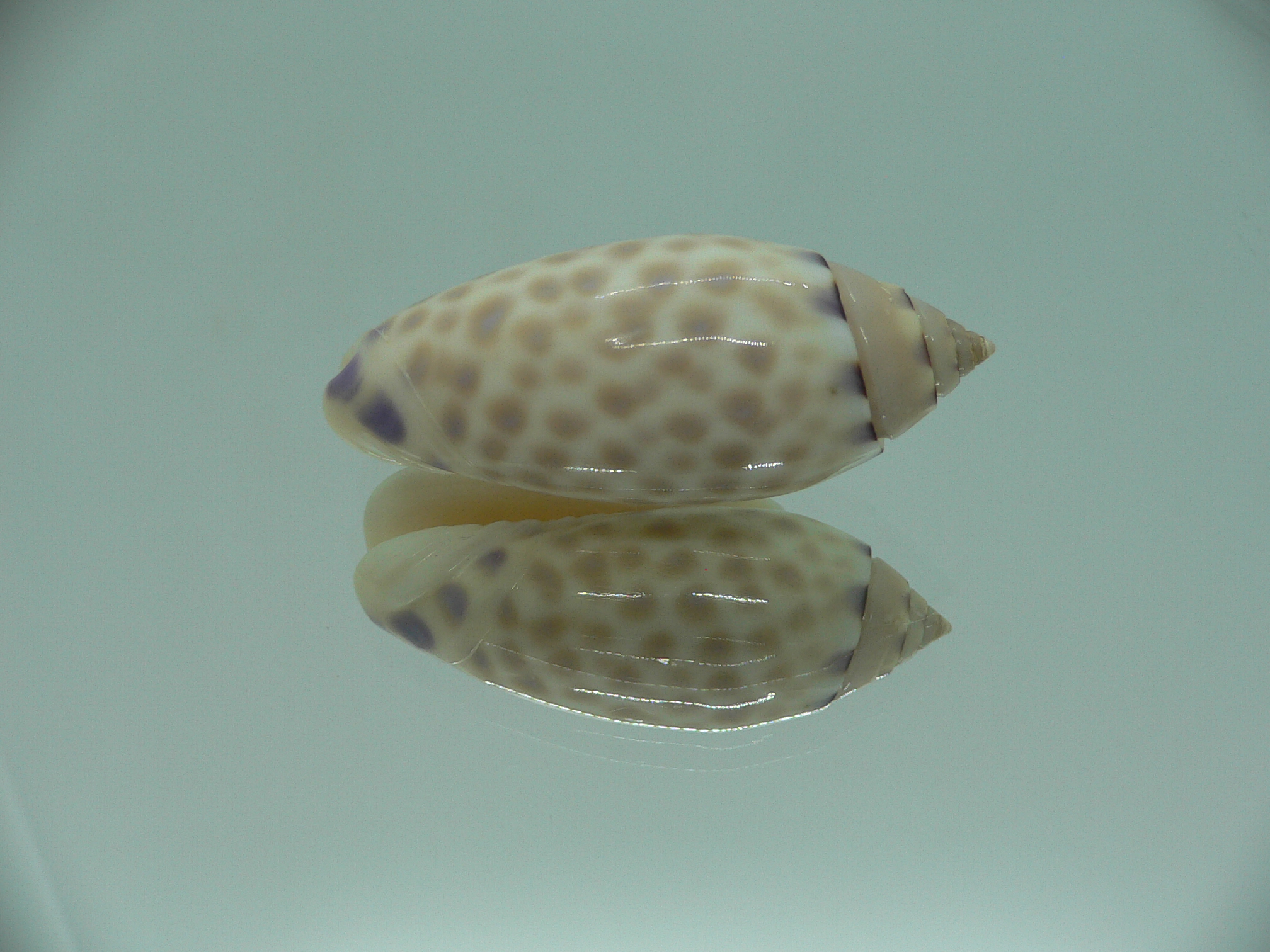 Oliva maculata