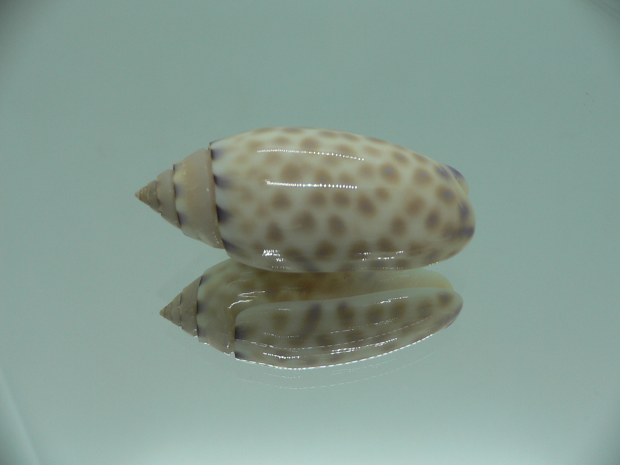 Oliva maculata