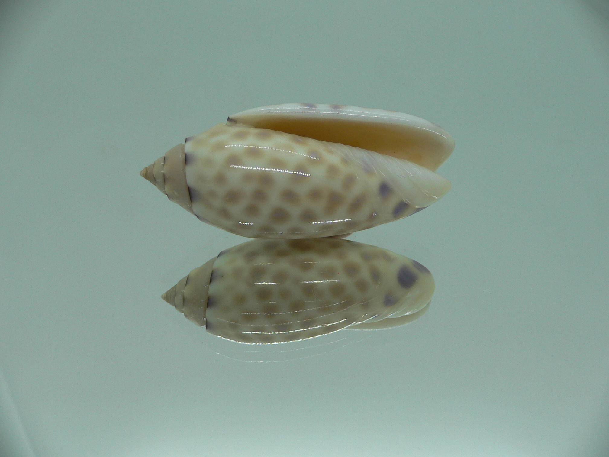 Oliva maculata