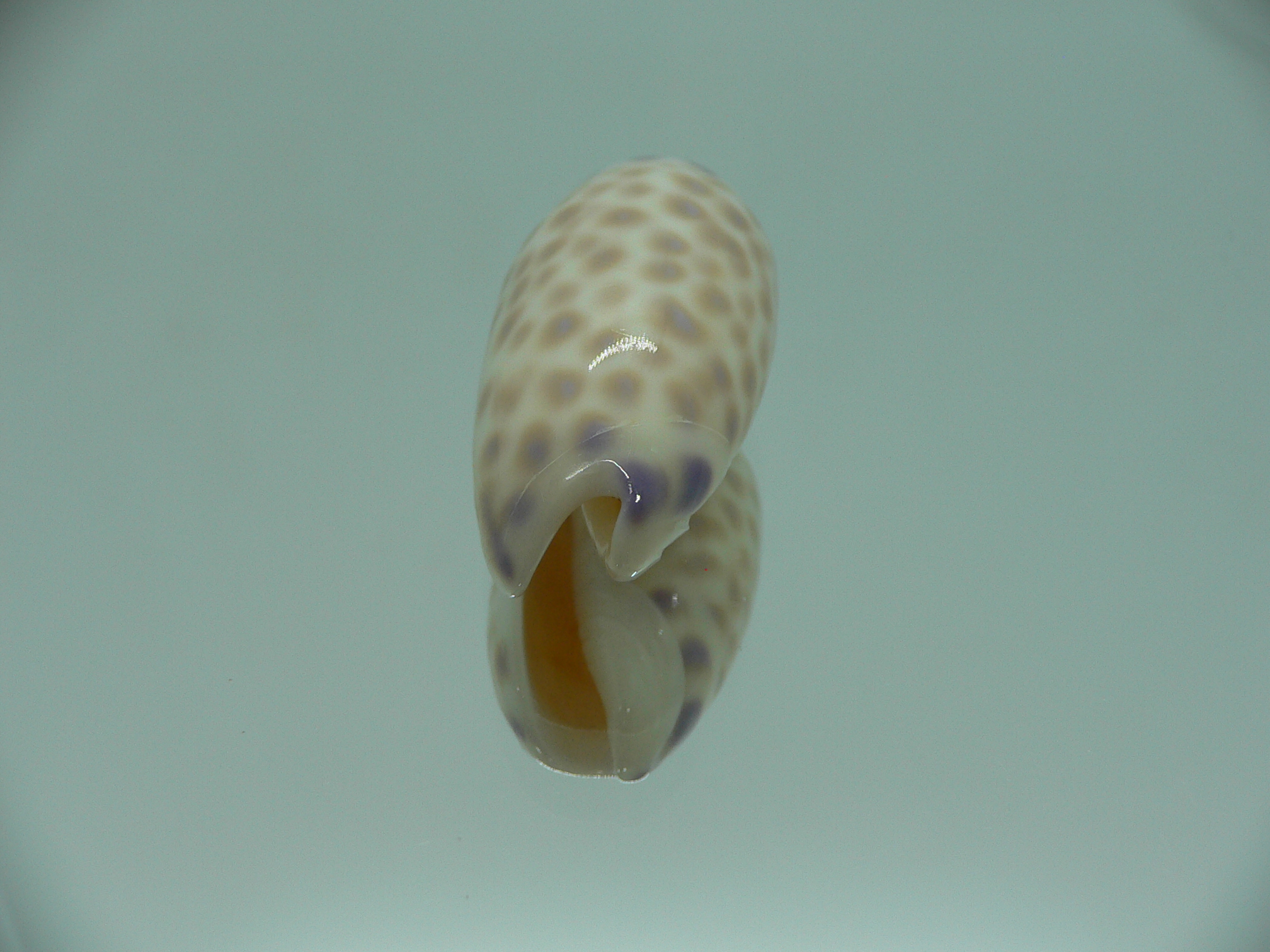 Oliva maculata
