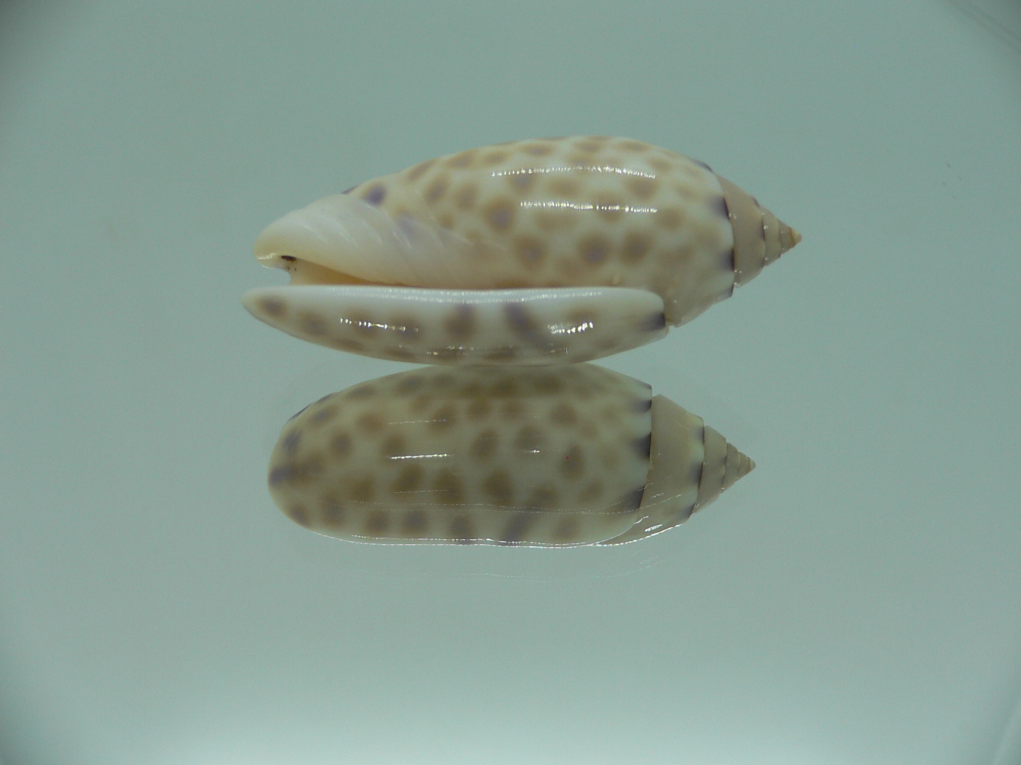 Oliva maculata