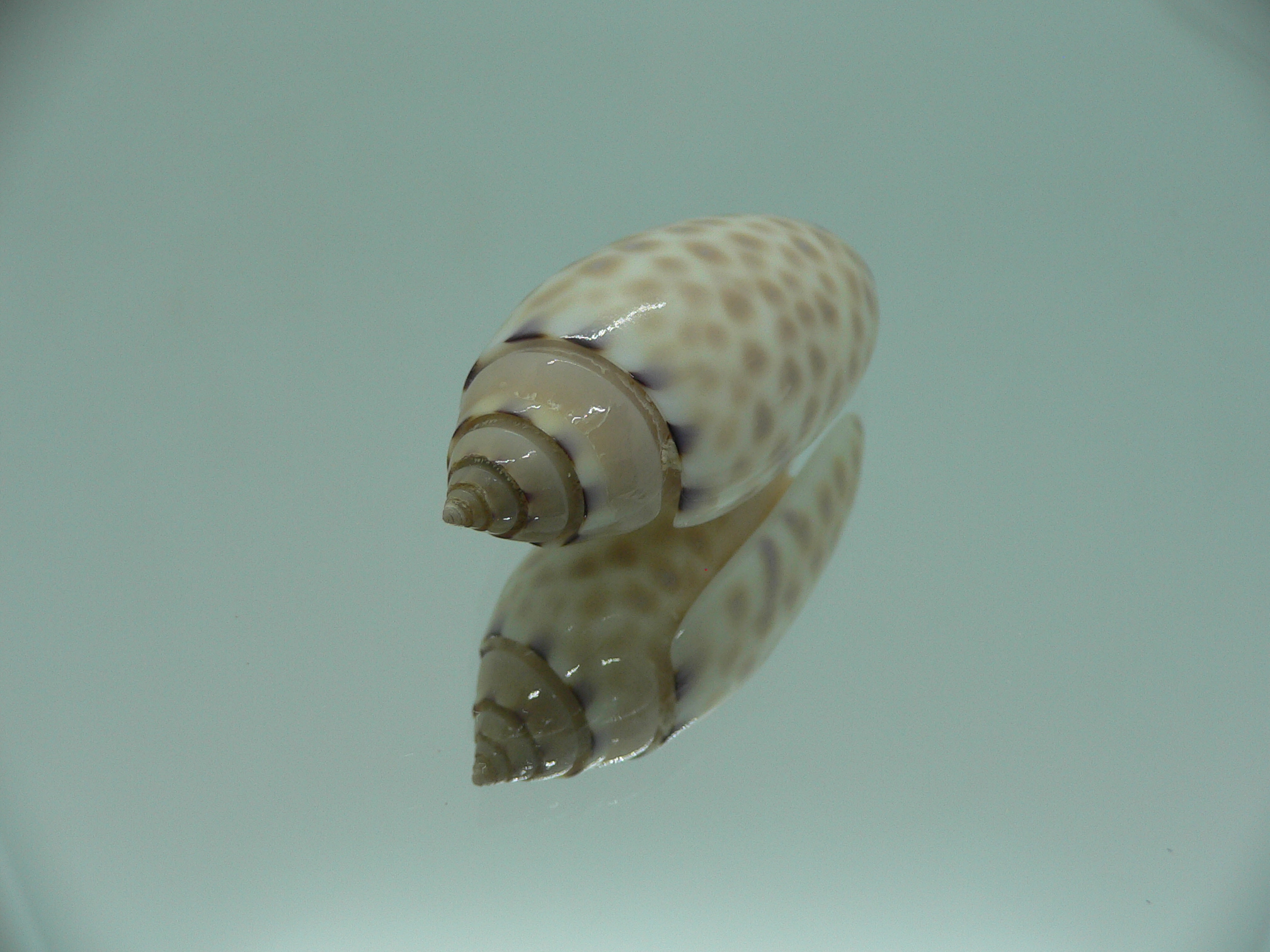 Oliva maculata