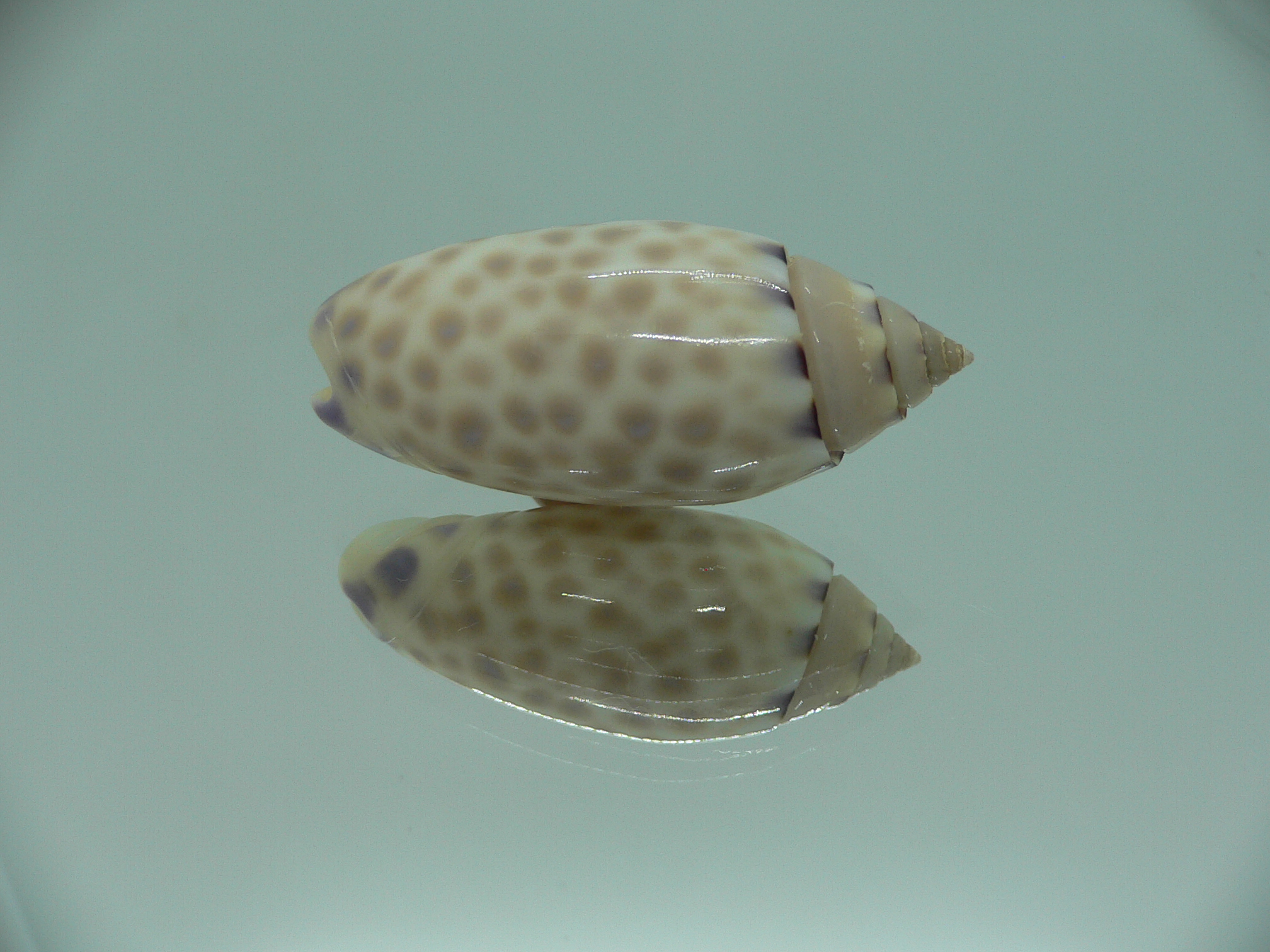 Oliva maculata