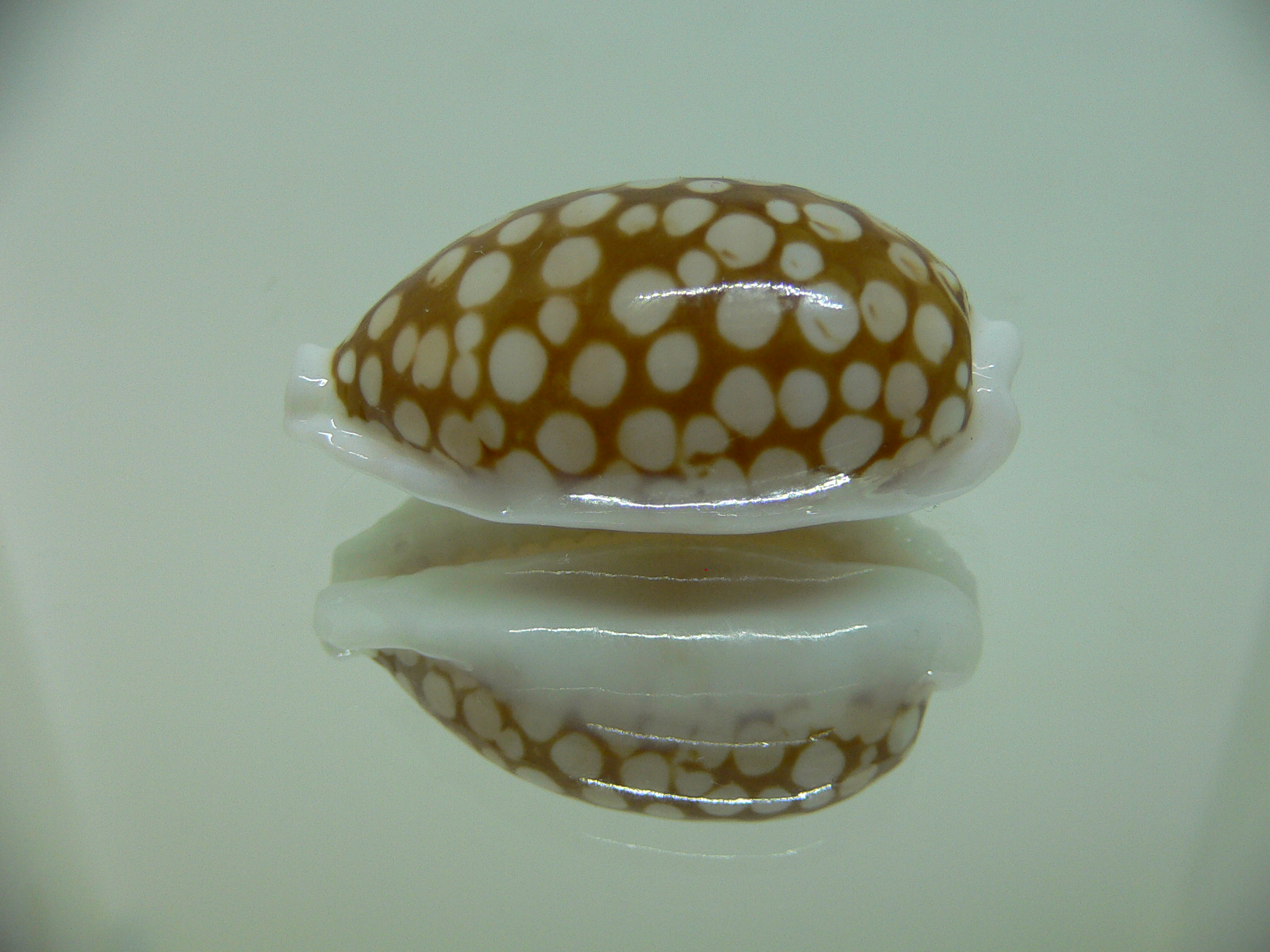 Cribrarula cribraria BIG