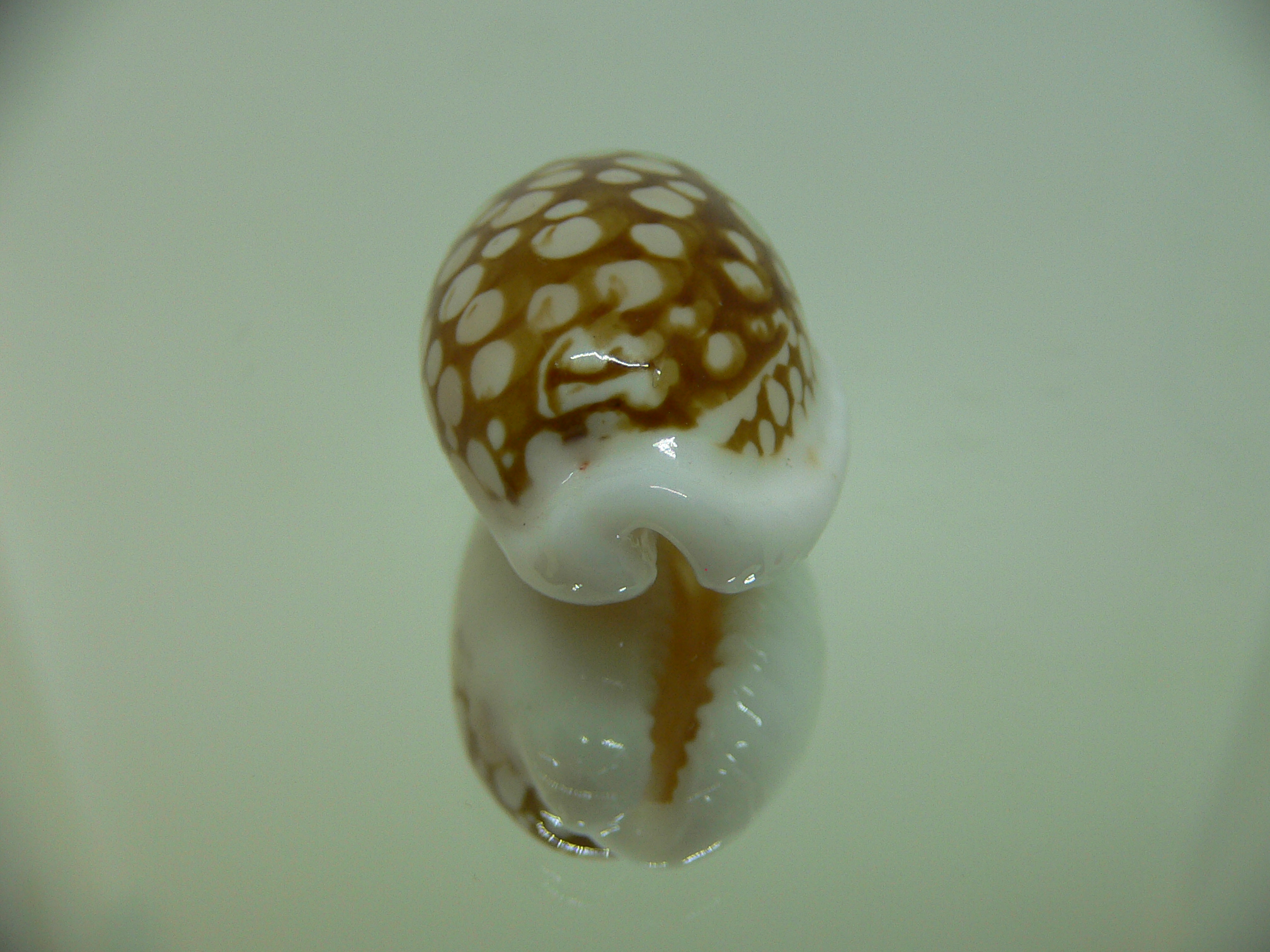 Cribrarula cribraria BIG