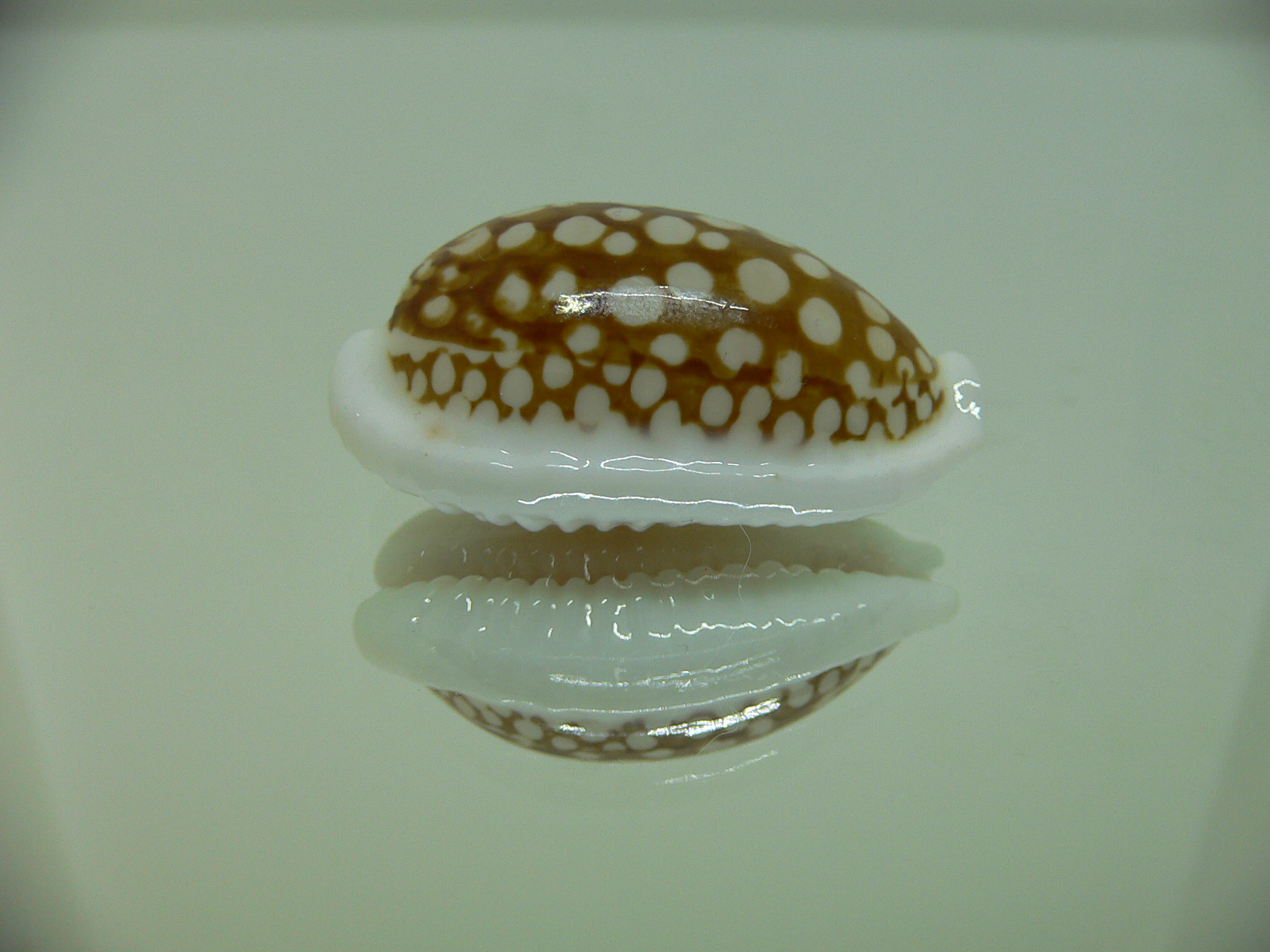 Cribrarula cribraria BIG