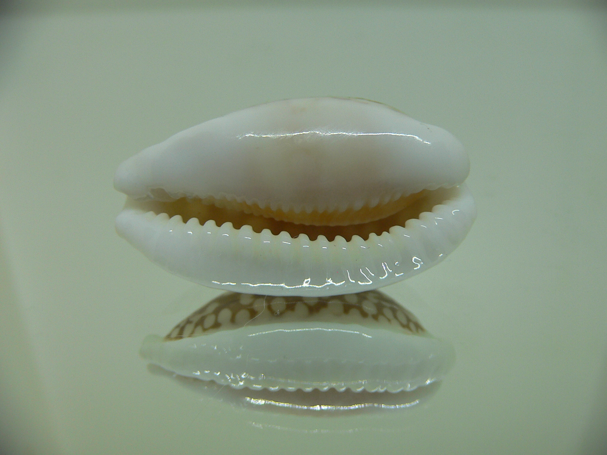 Cribrarula cribraria BIG