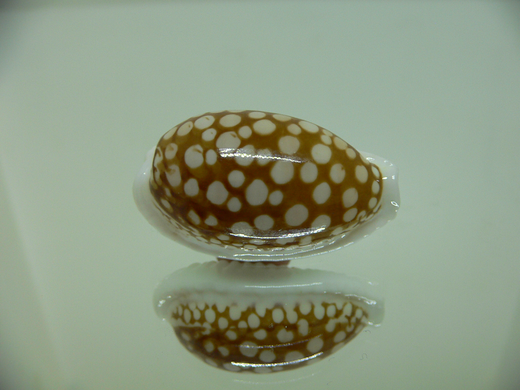 Cribrarula cribraria BIG