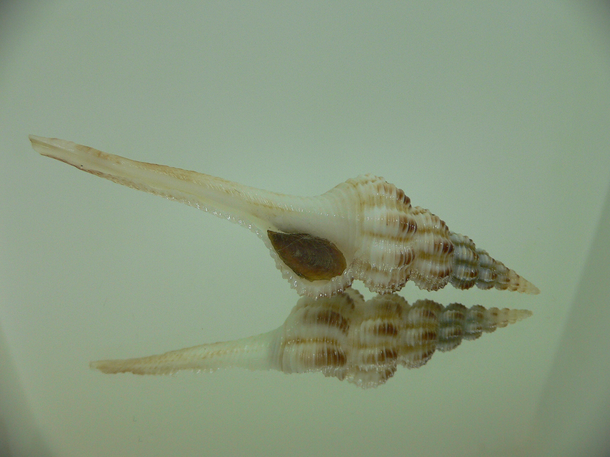 Fusinus cf. perplexus