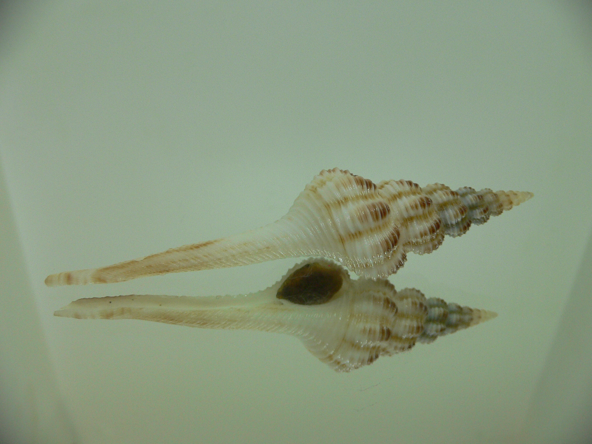 Fusinus cf. perplexus