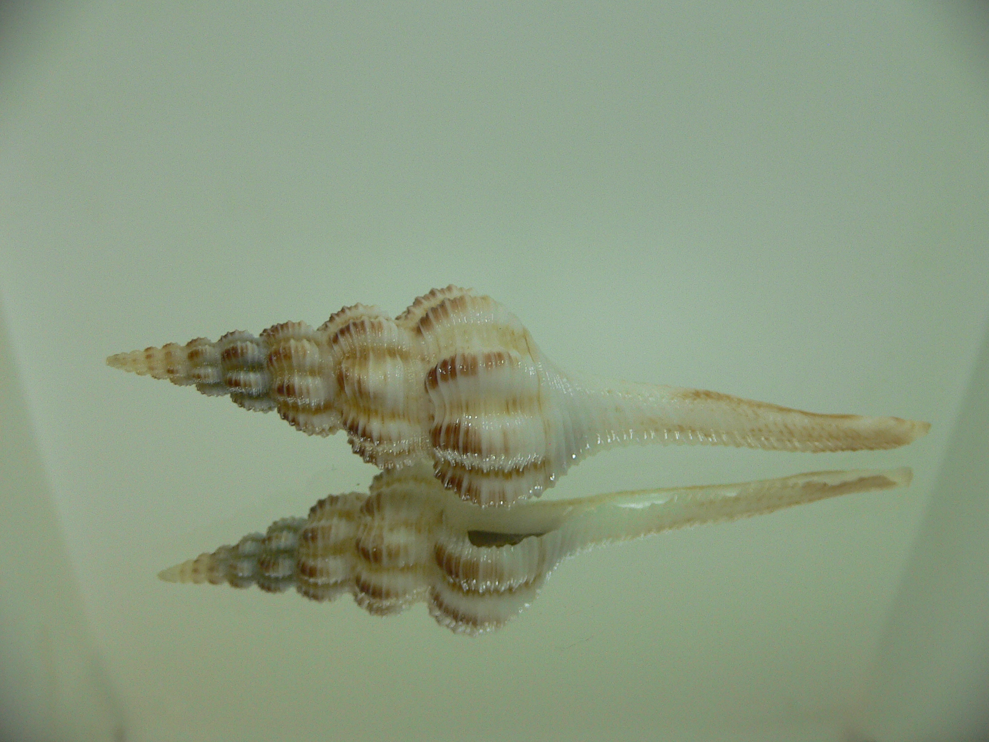 Fusinus cf. perplexus