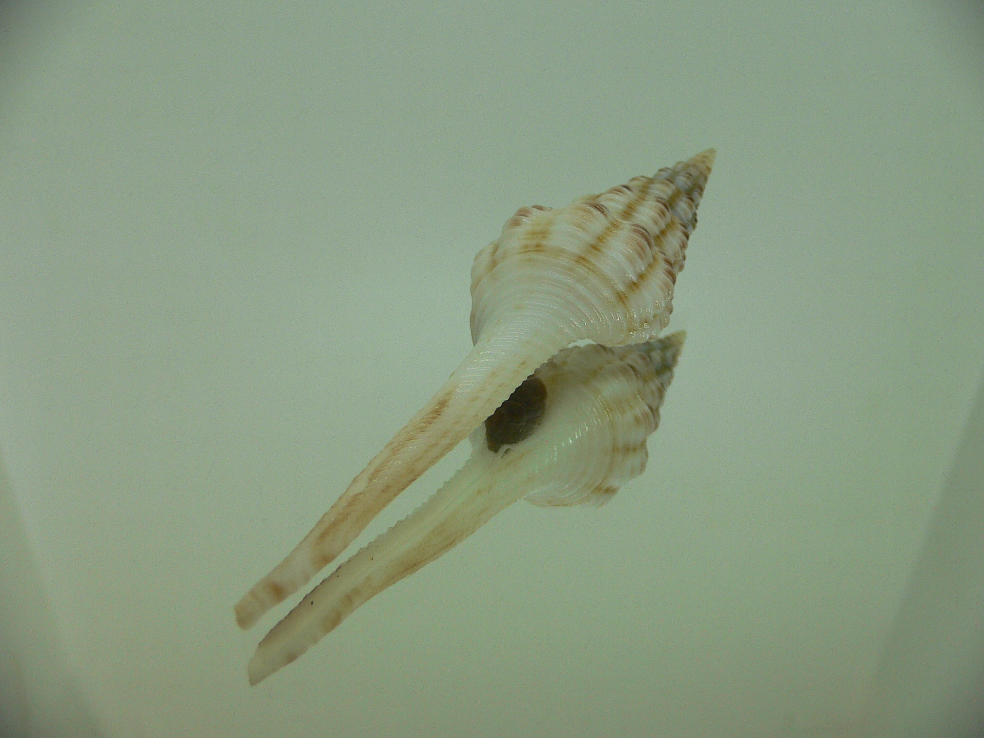 Fusinus cf. perplexus