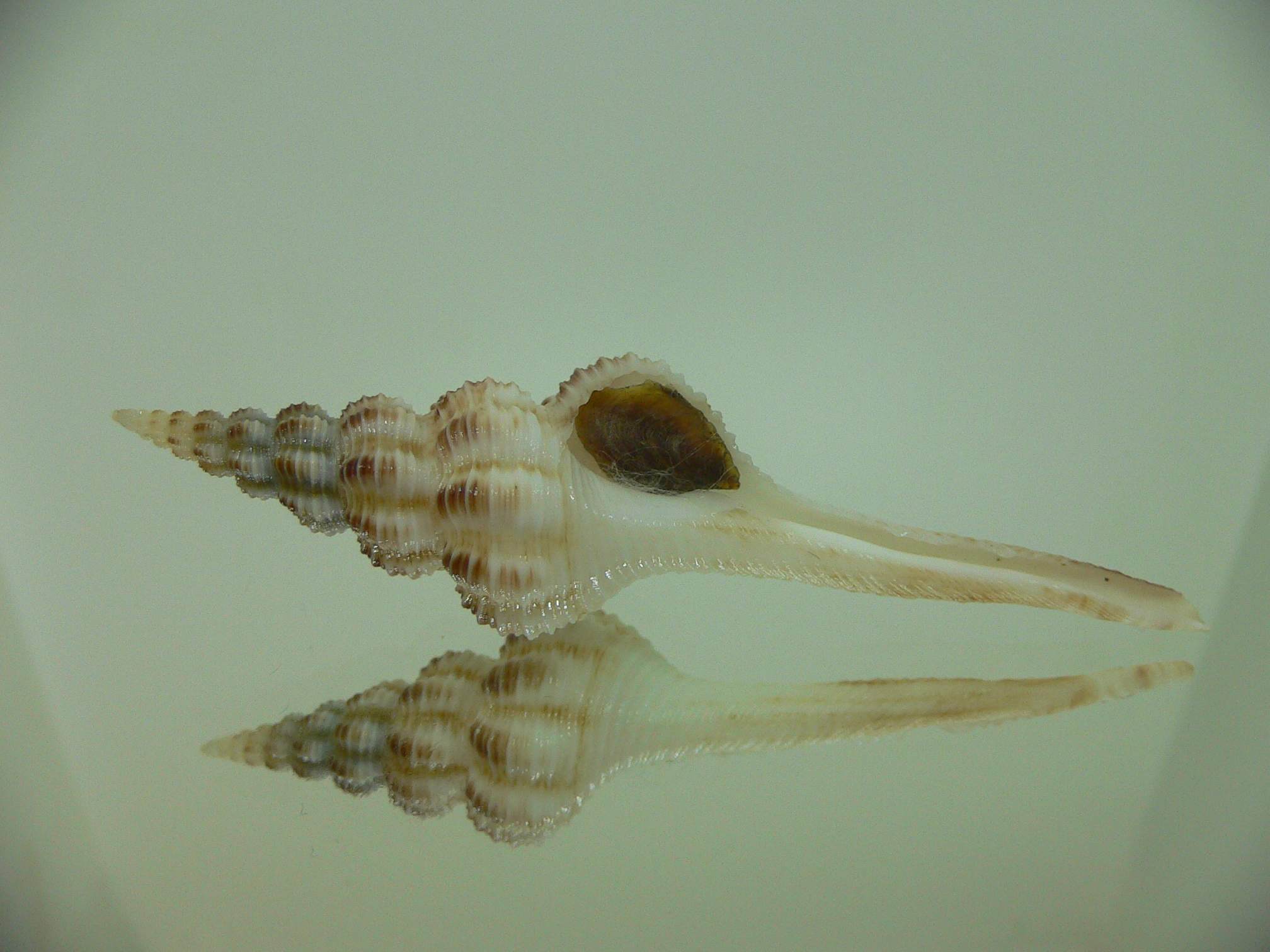 Fusinus cf. perplexus