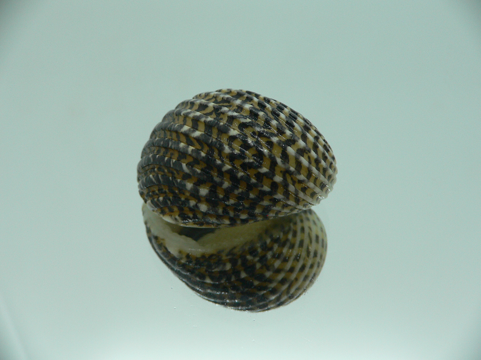 Nerita exuvia SUPER & RAISED STRIPES