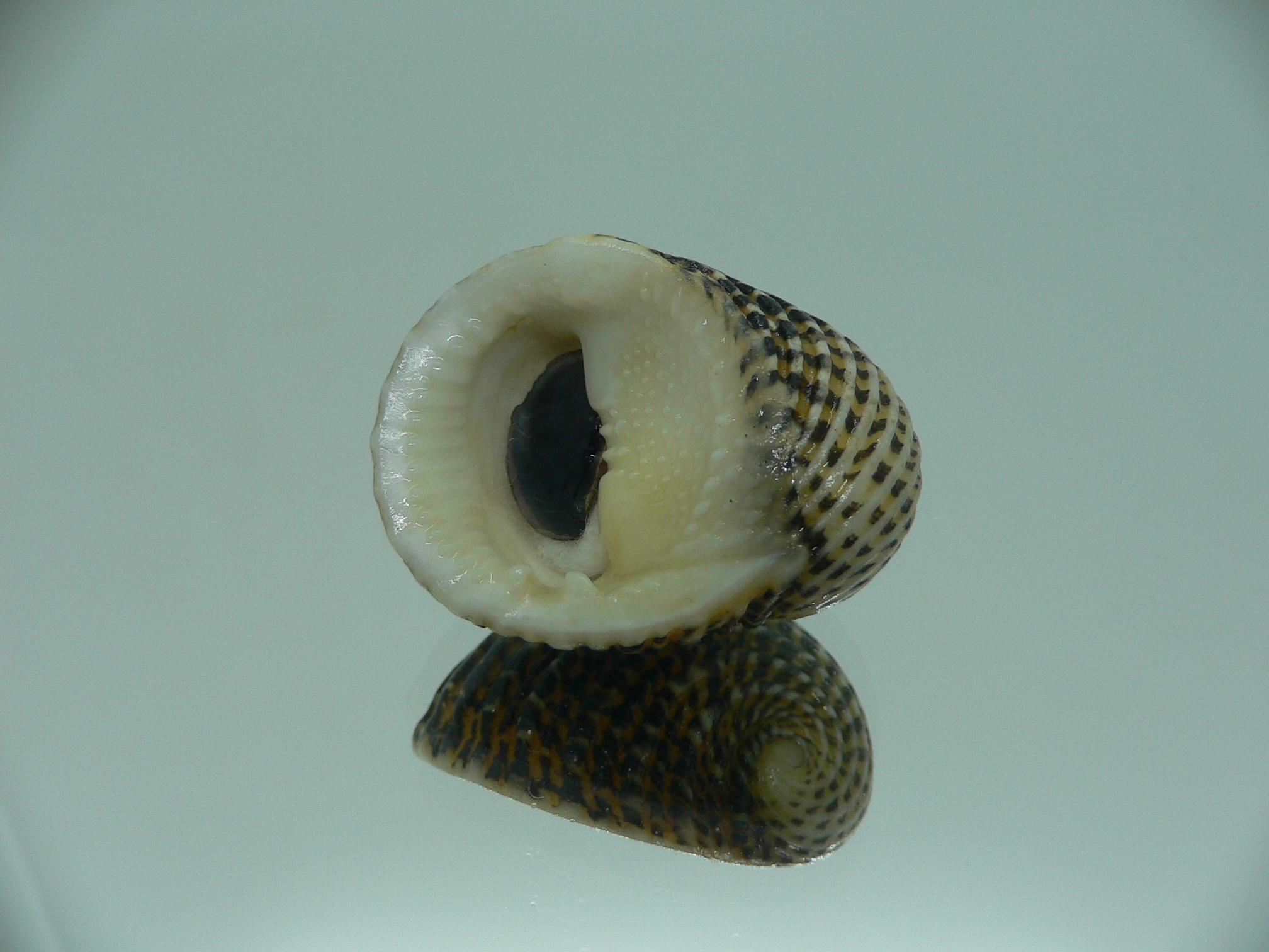 Nerita exuvia SUPER & RAISED STRIPES