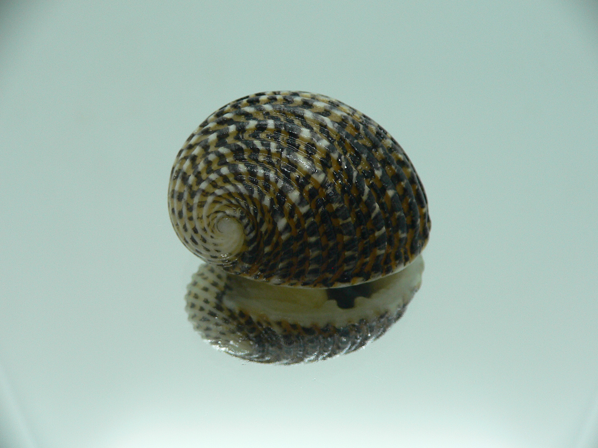 Nerita exuvia SUPER & RAISED STRIPES