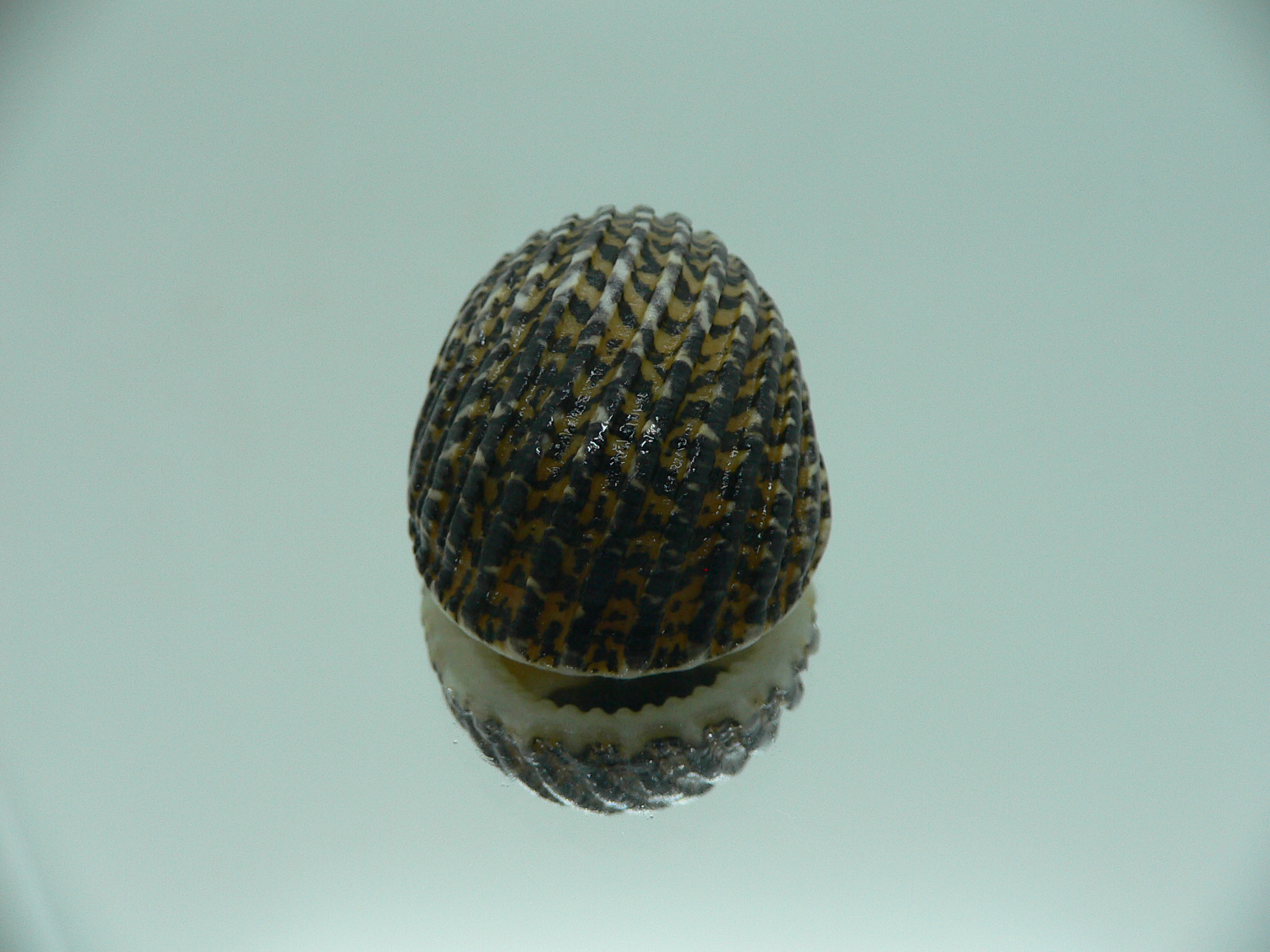 Nerita exuvia SUPER & RAISED STRIPES
