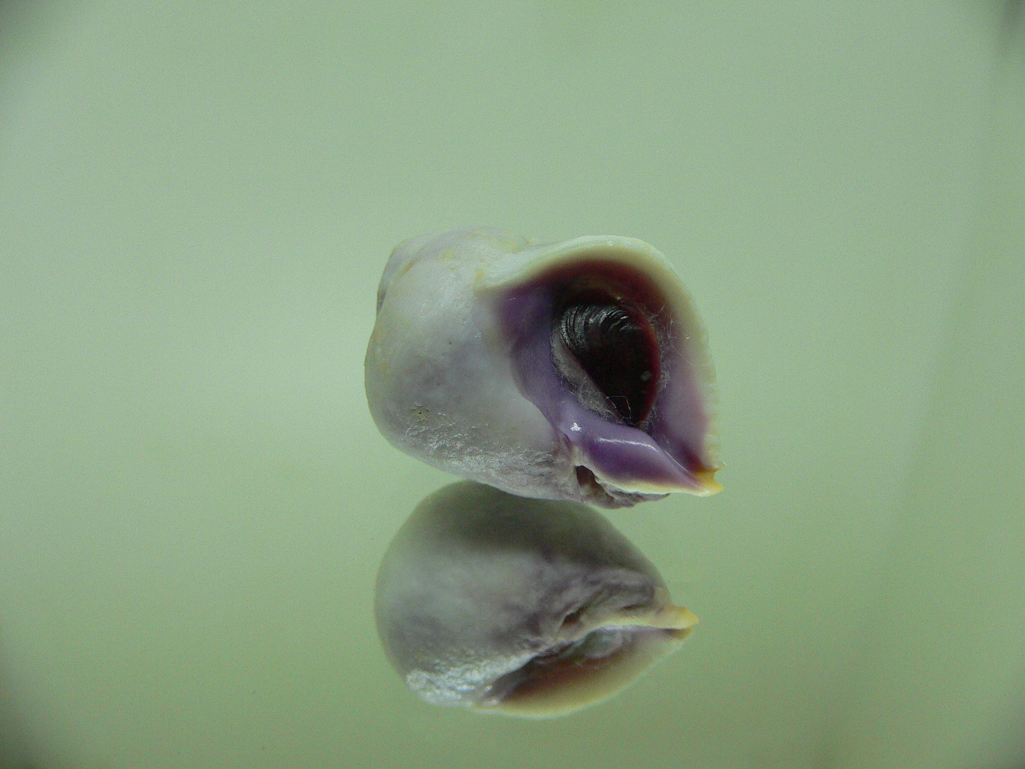 Coralliophila violacea VIOLET