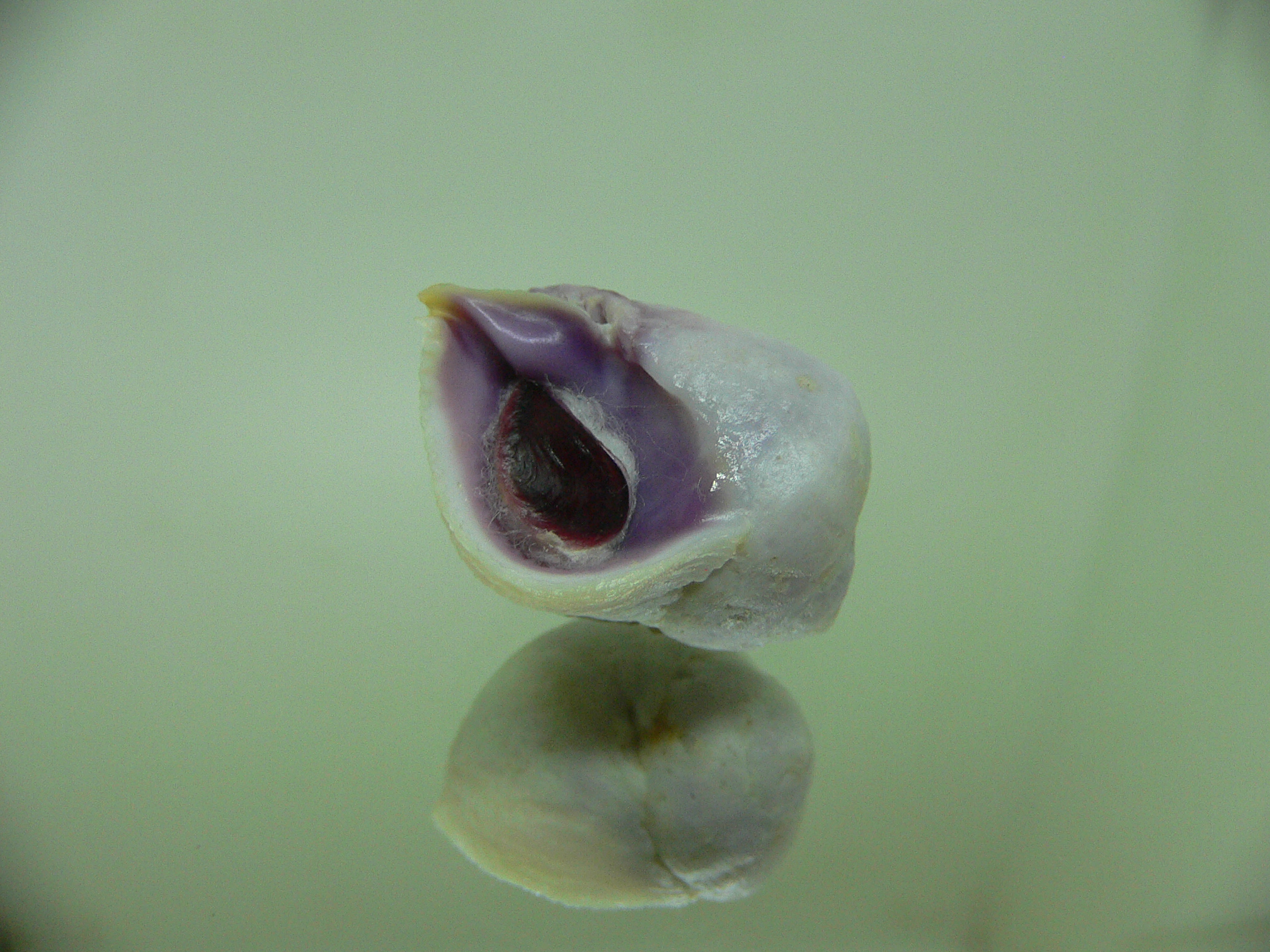 Coralliophila violacea VIOLET