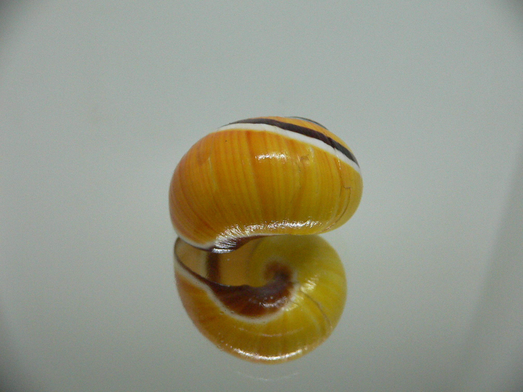 Polymita picta SP. RARE & ENDEMIC & COLOR