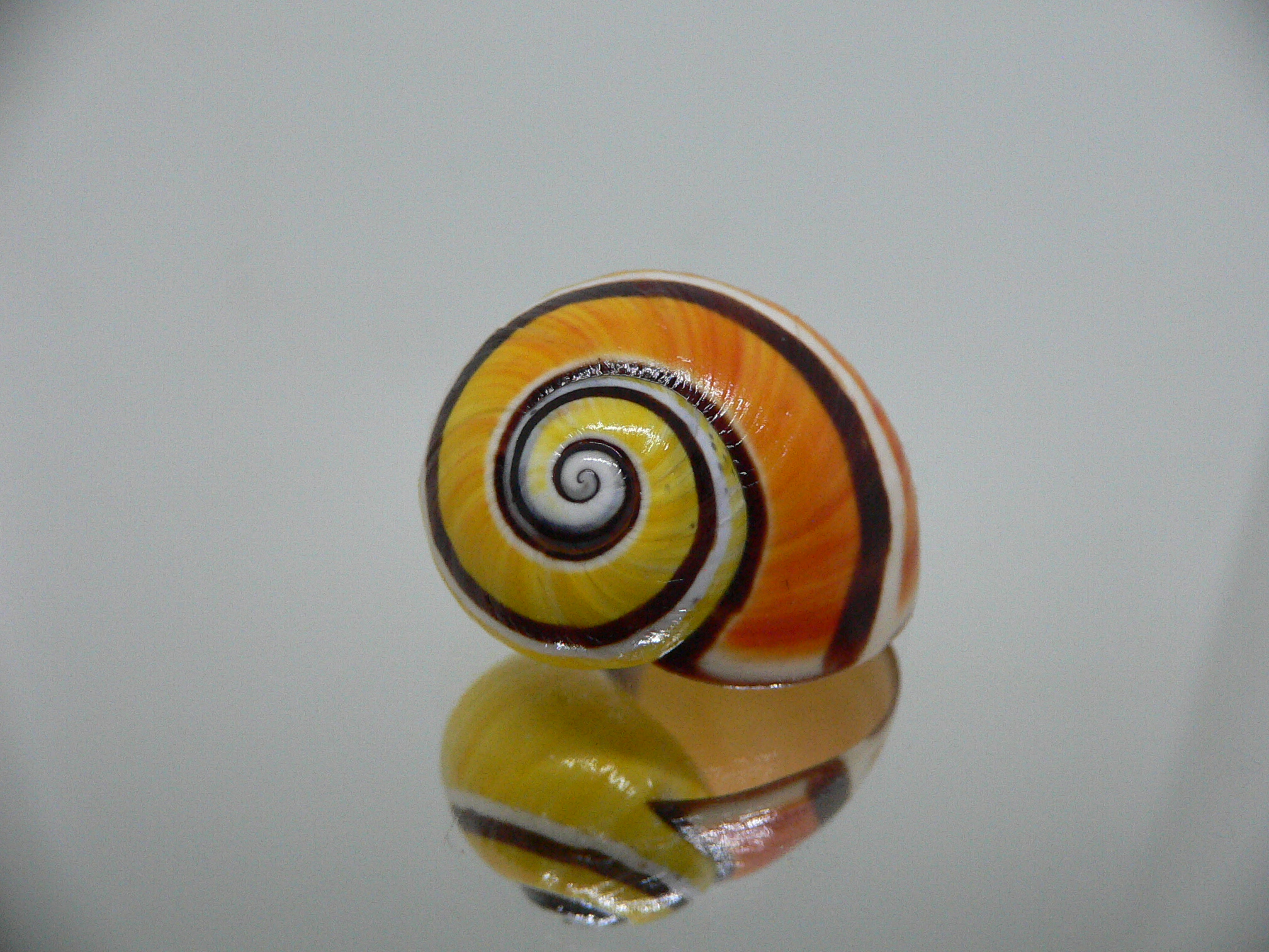 Polymita picta SP. RARE & ENDEMIC & COLOR