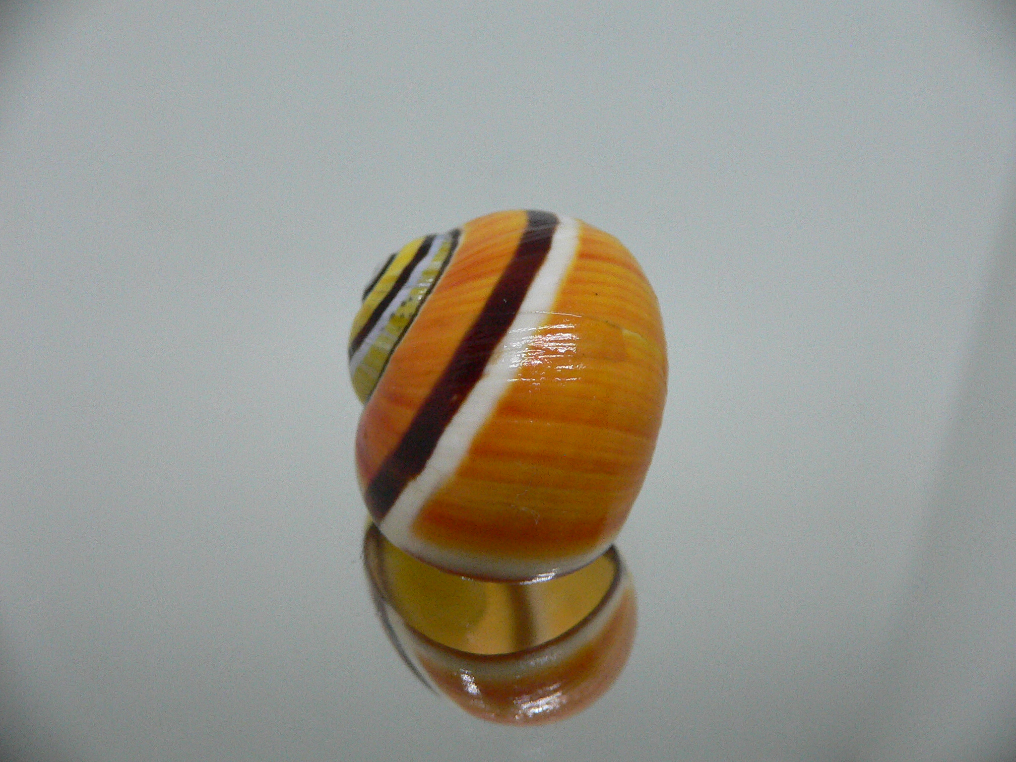 Polymita picta SP. RARE & ENDEMIC & COLOR