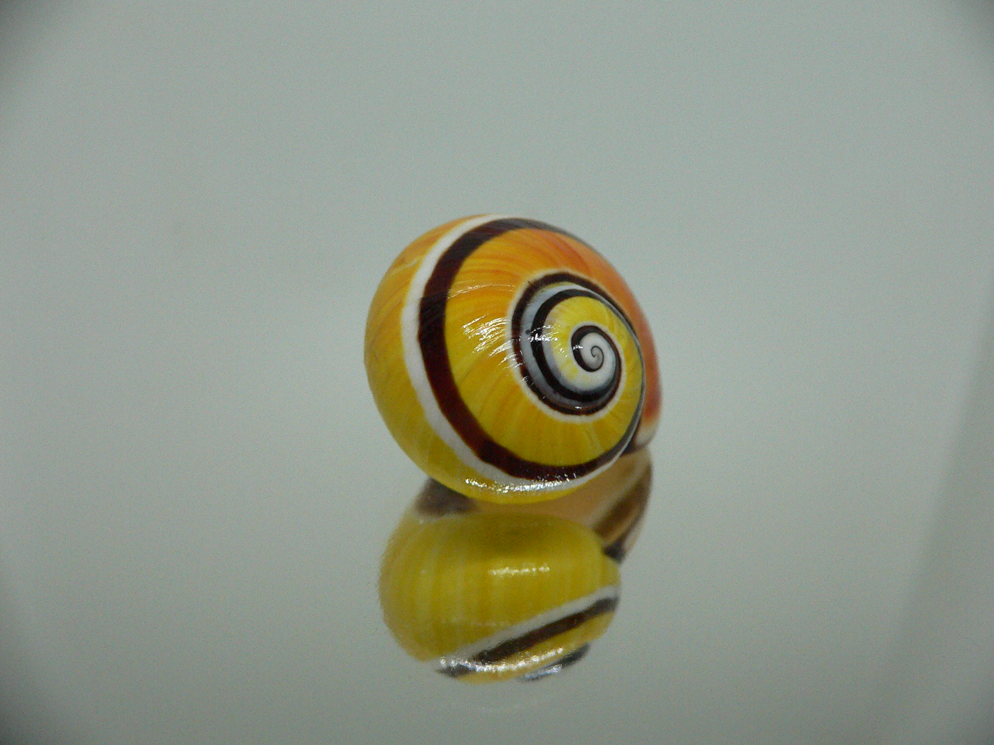 Polymita picta SP. RARE & ENDEMIC & COLOR