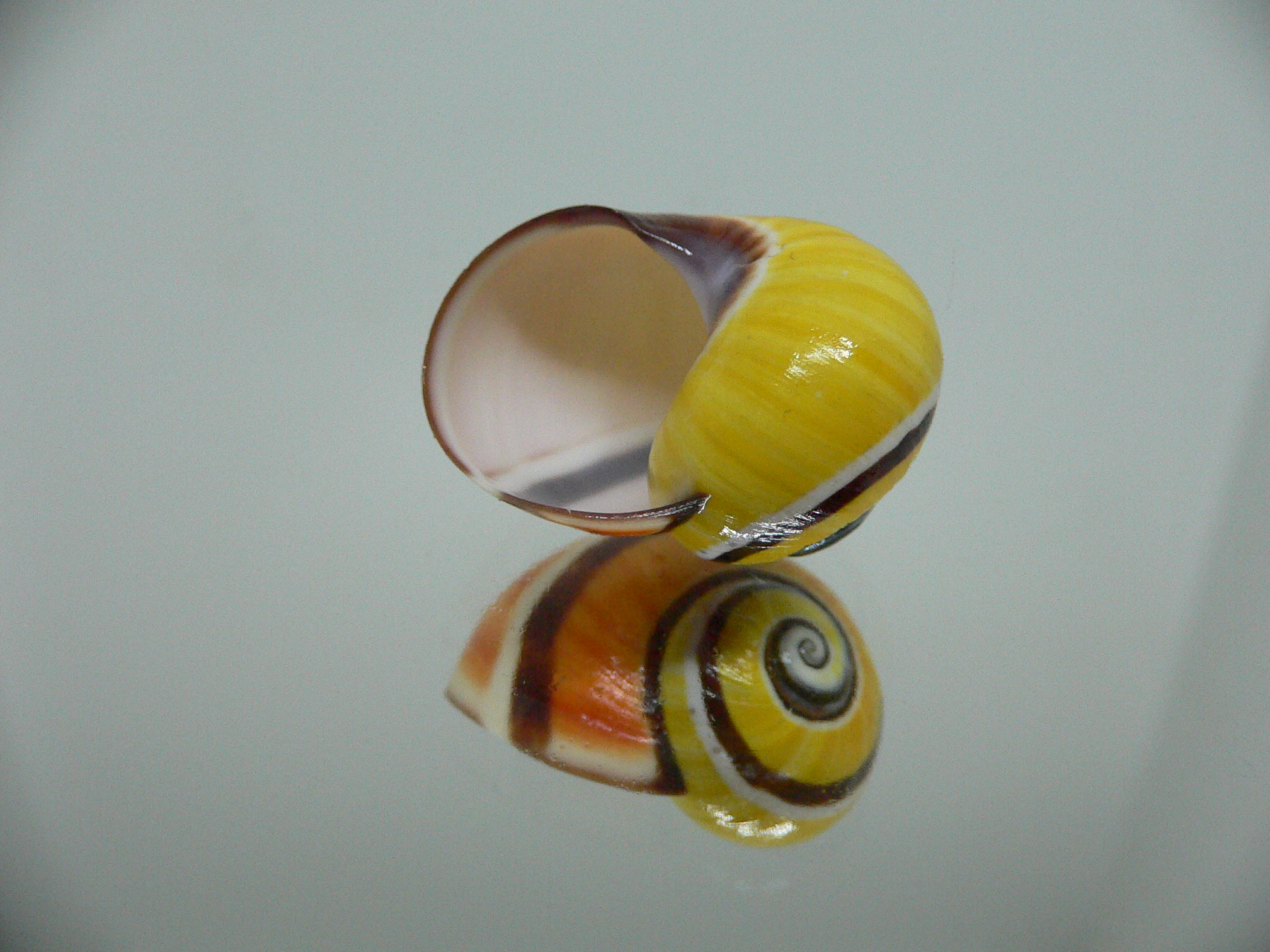 Polymita picta SP. RARE & ENDEMIC & COLOR