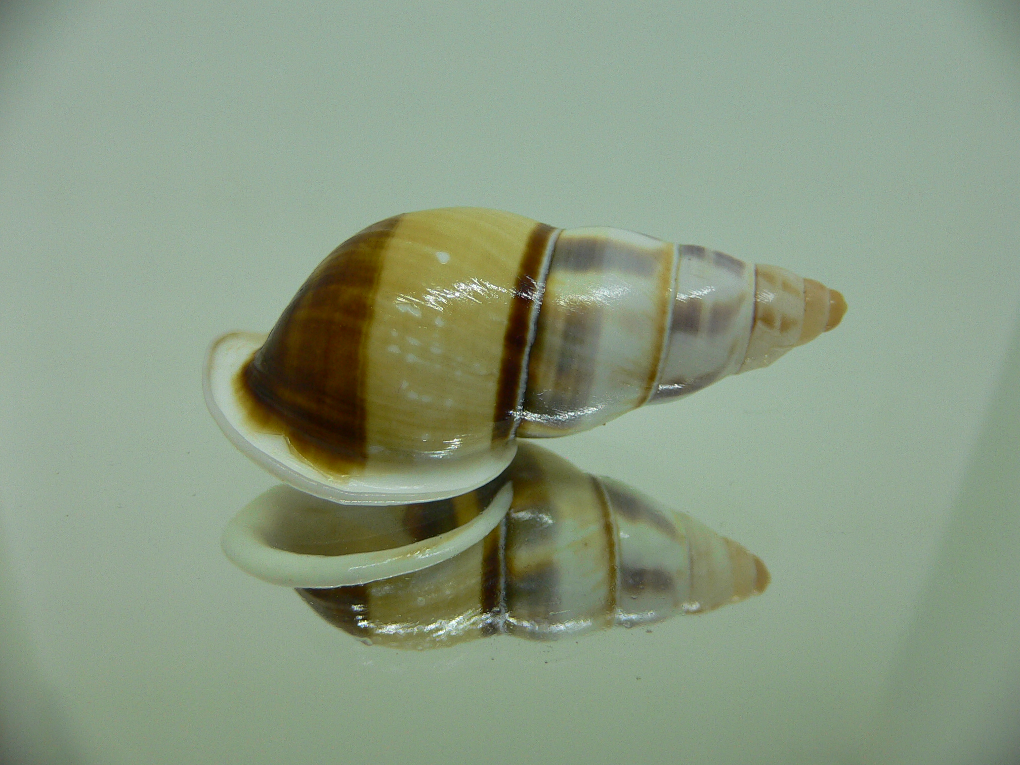 Amphidromus contrarius hanieli VERY BIG & DARK