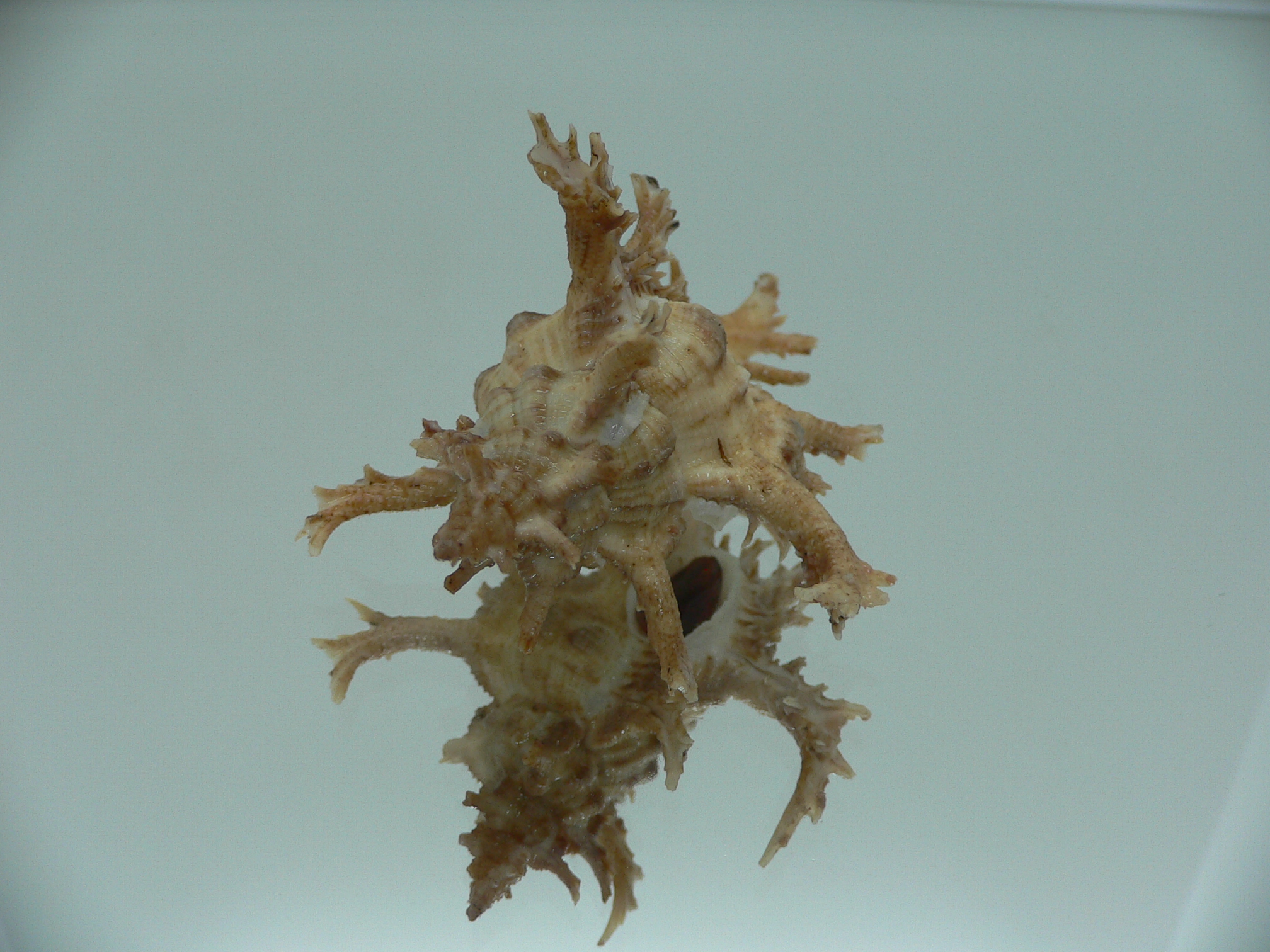 Chicoreus axicornis CURLY