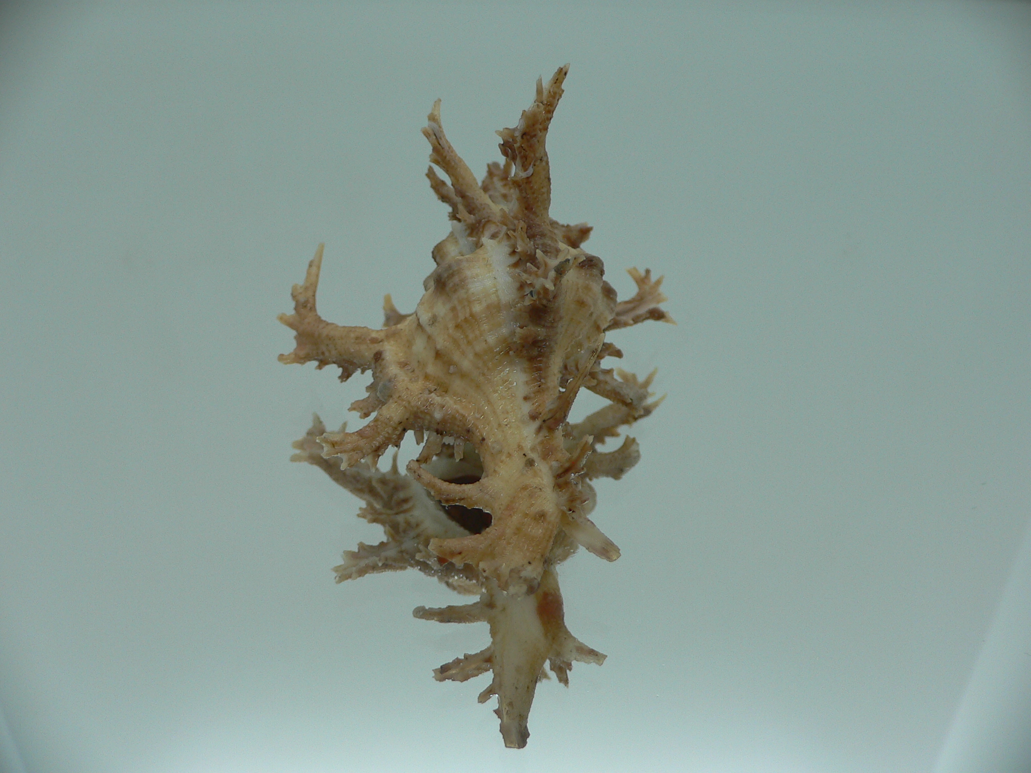 Chicoreus axicornis CURLY