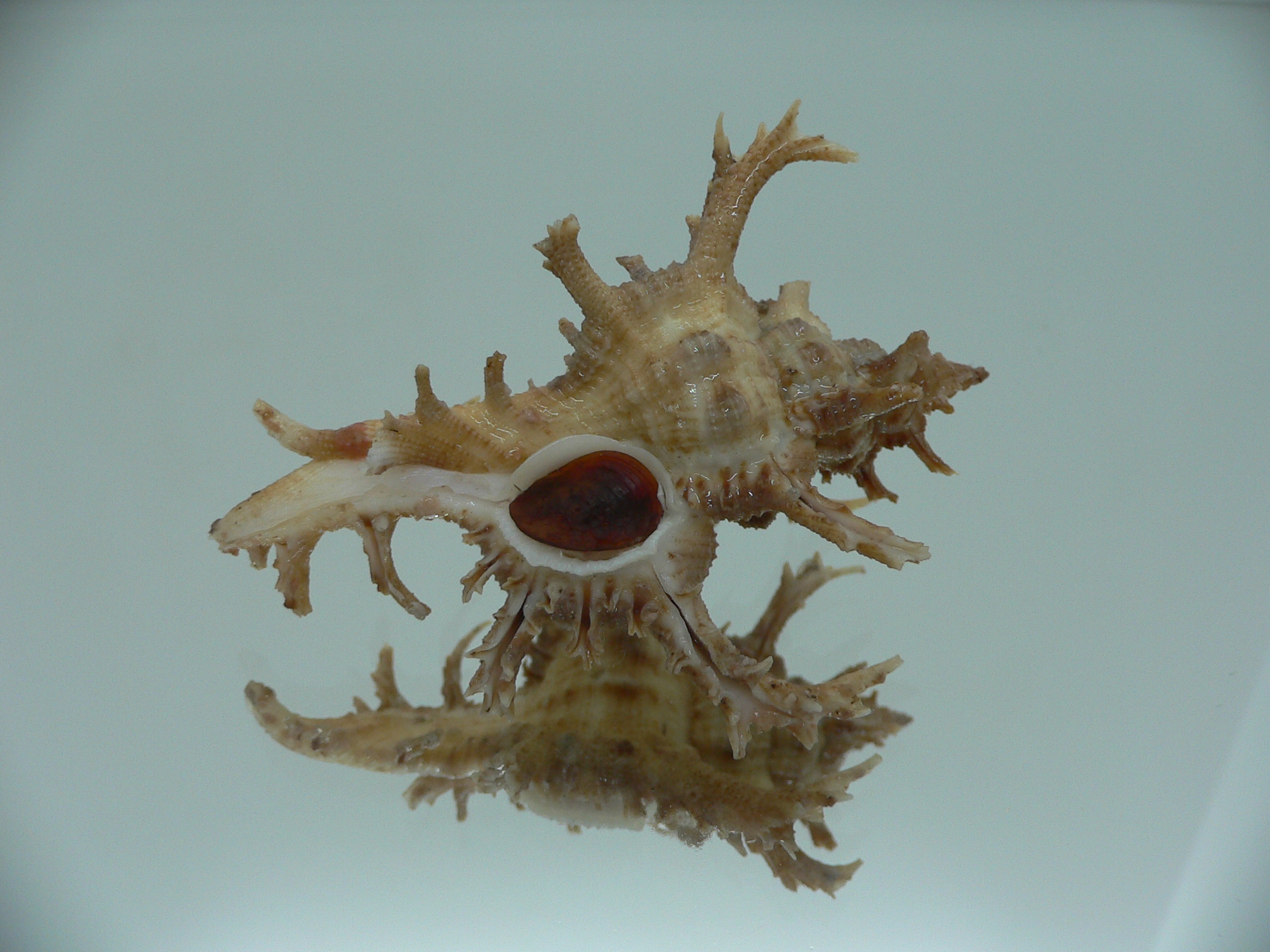 Chicoreus axicornis CURLY