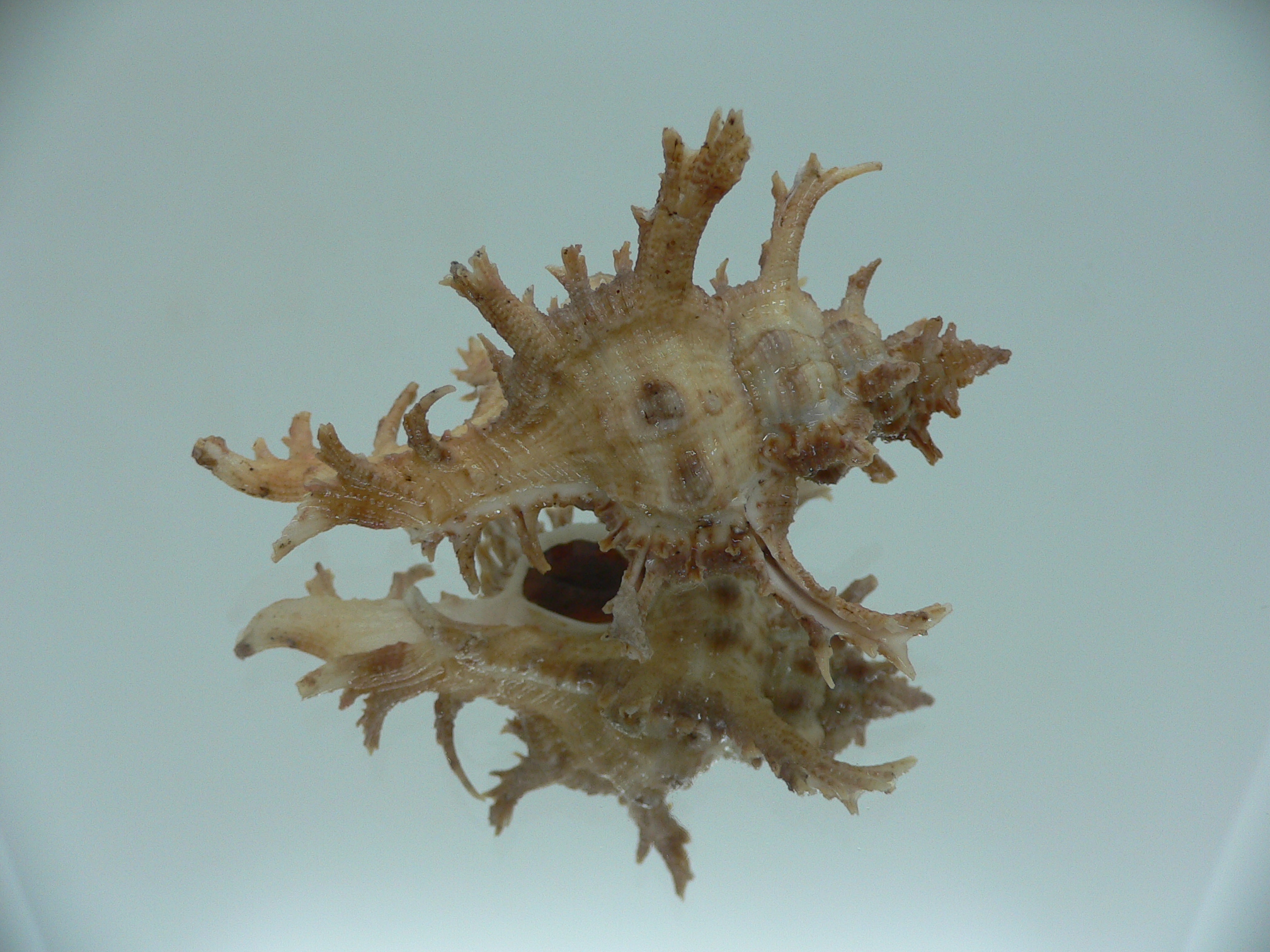 Chicoreus axicornis CURLY