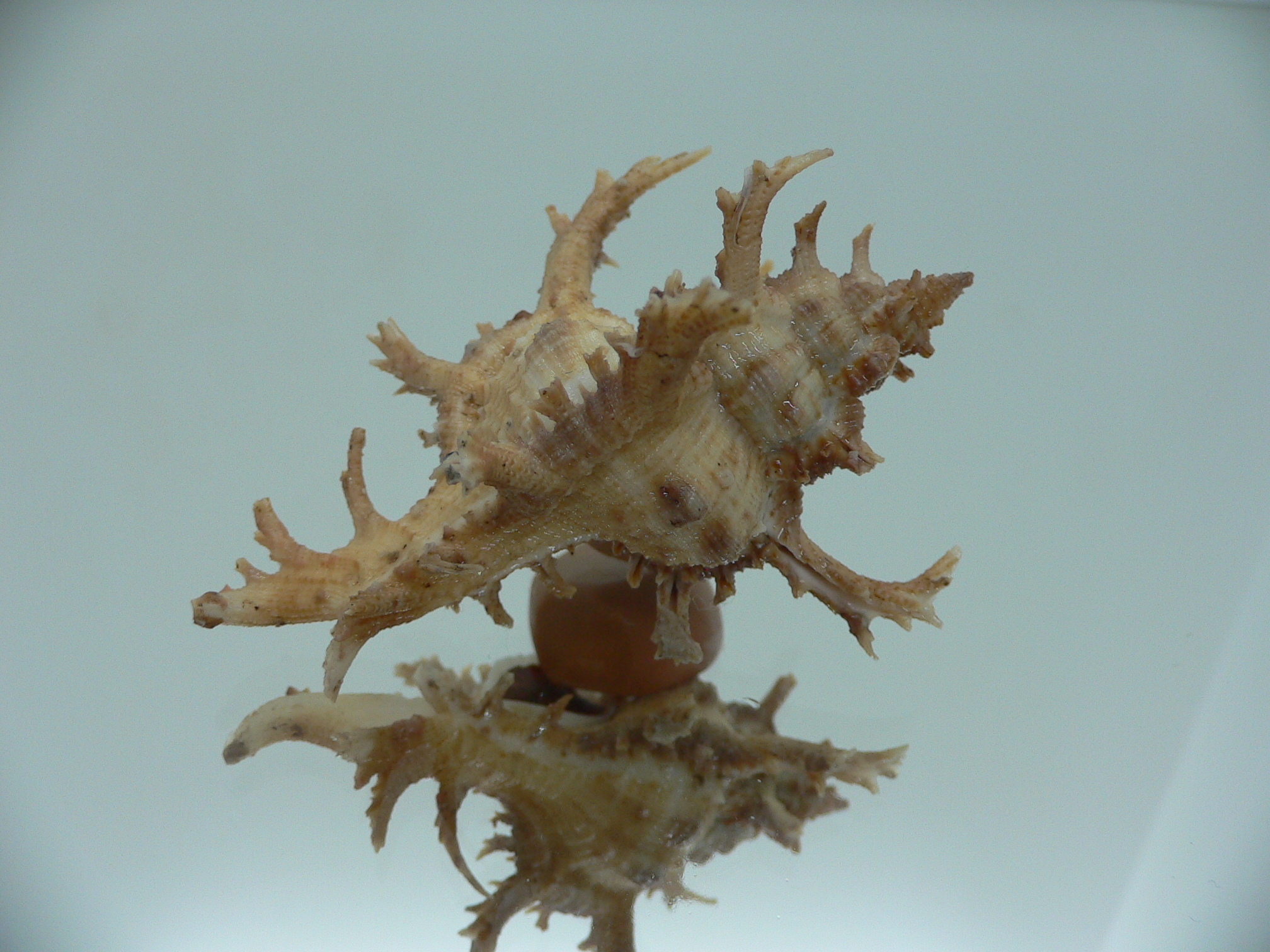 Chicoreus axicornis CURLY