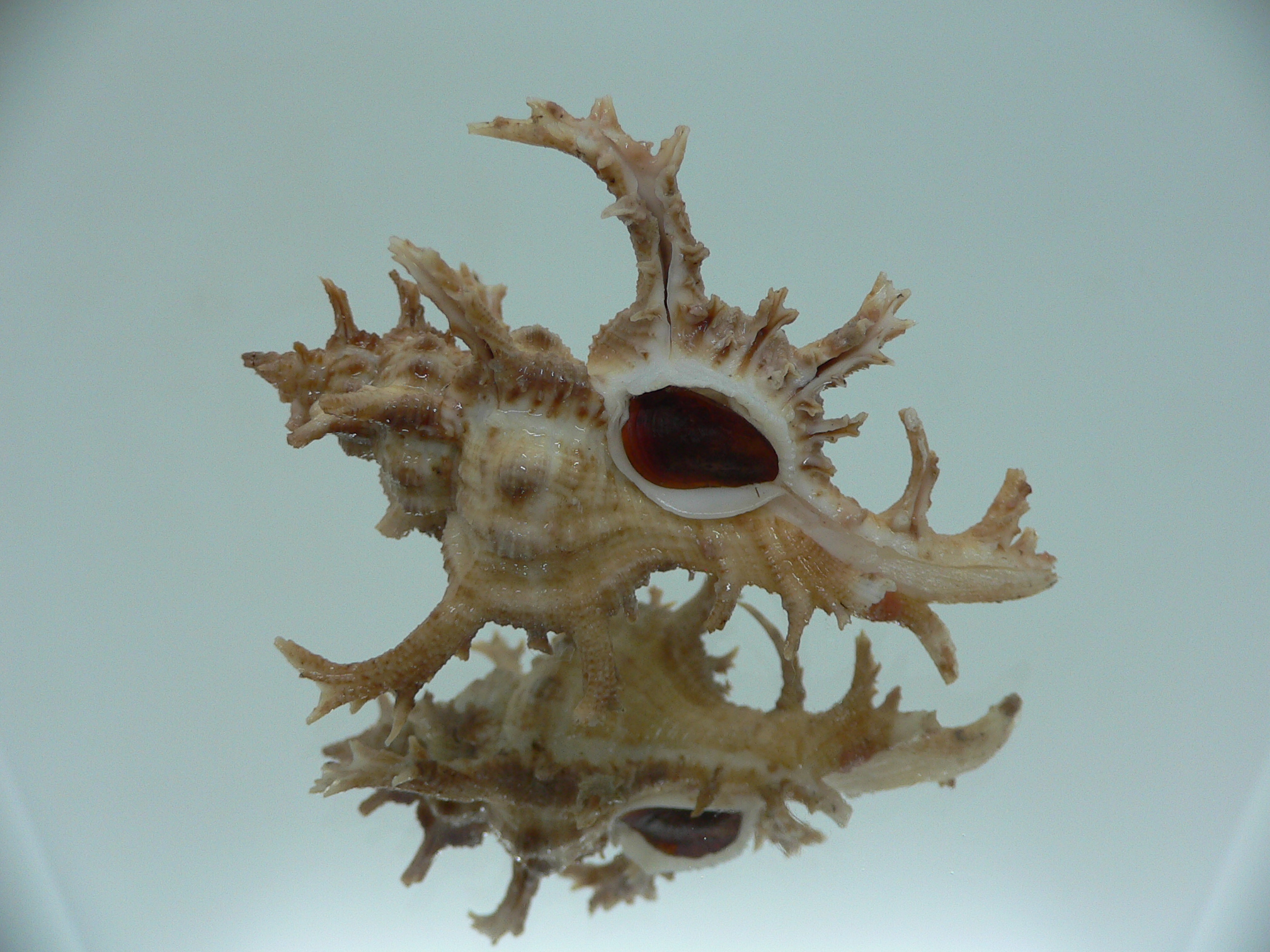 Chicoreus axicornis CURLY