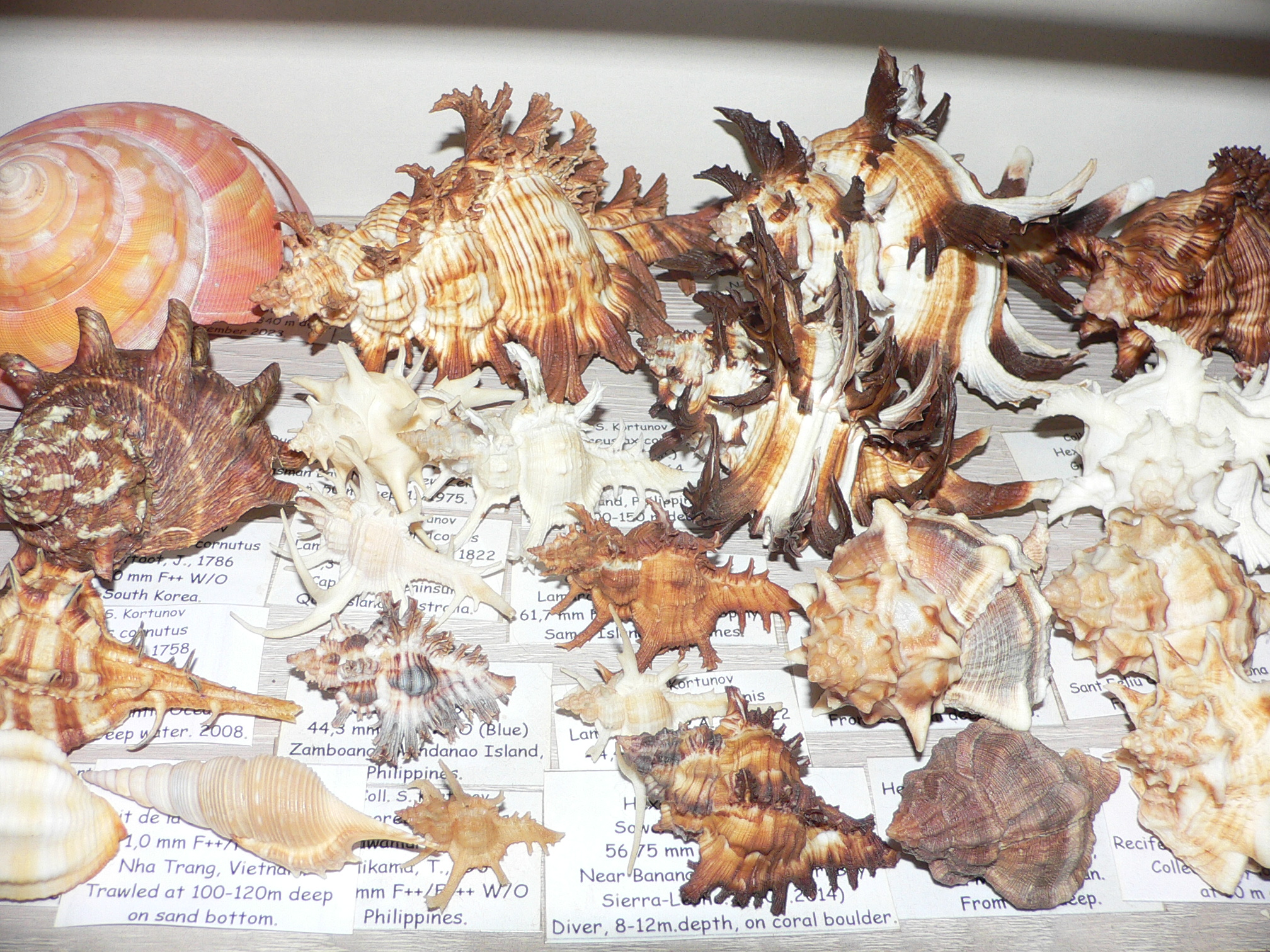 Chicoreus axicornis CURLY