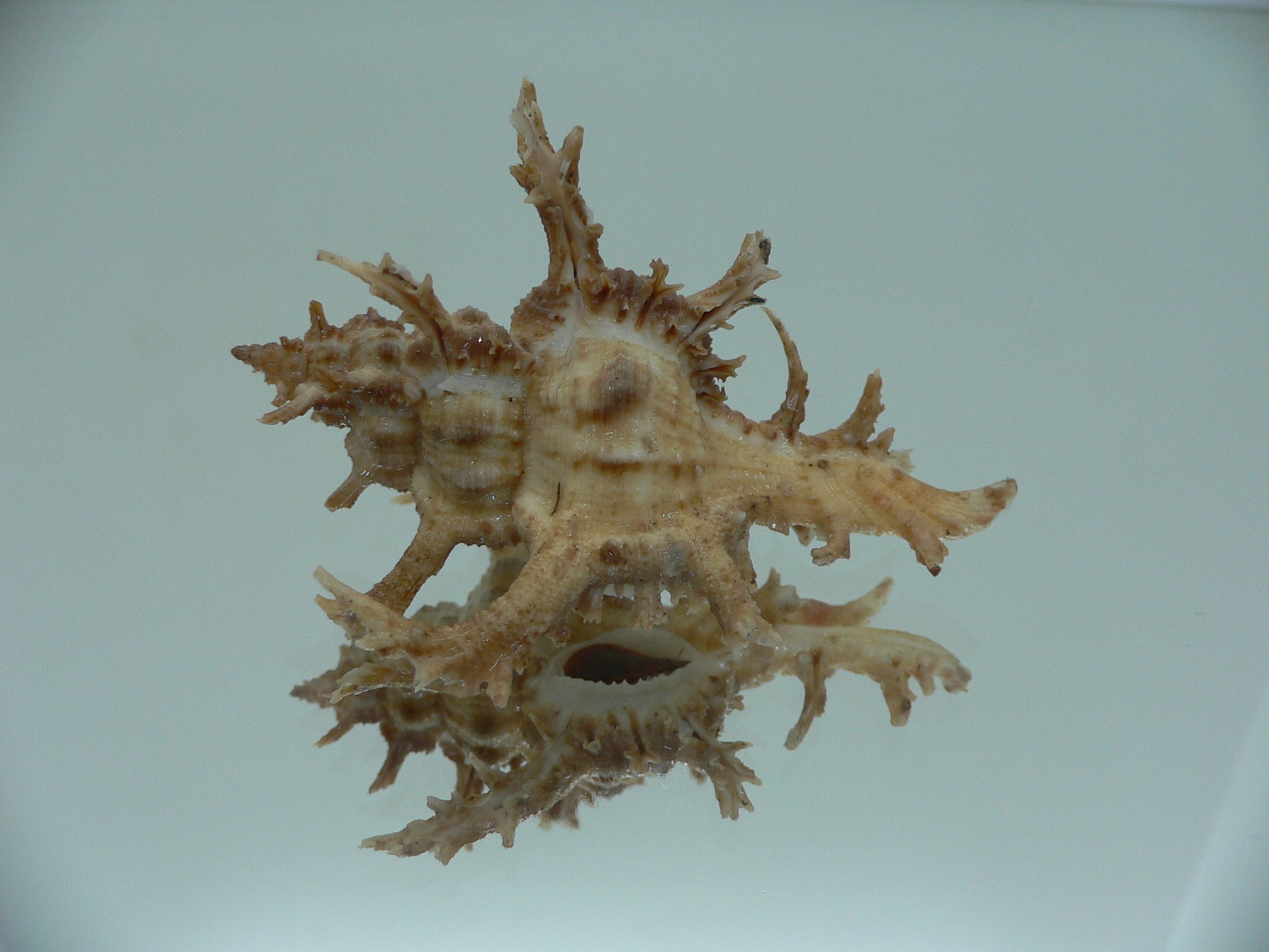 Chicoreus axicornis CURLY