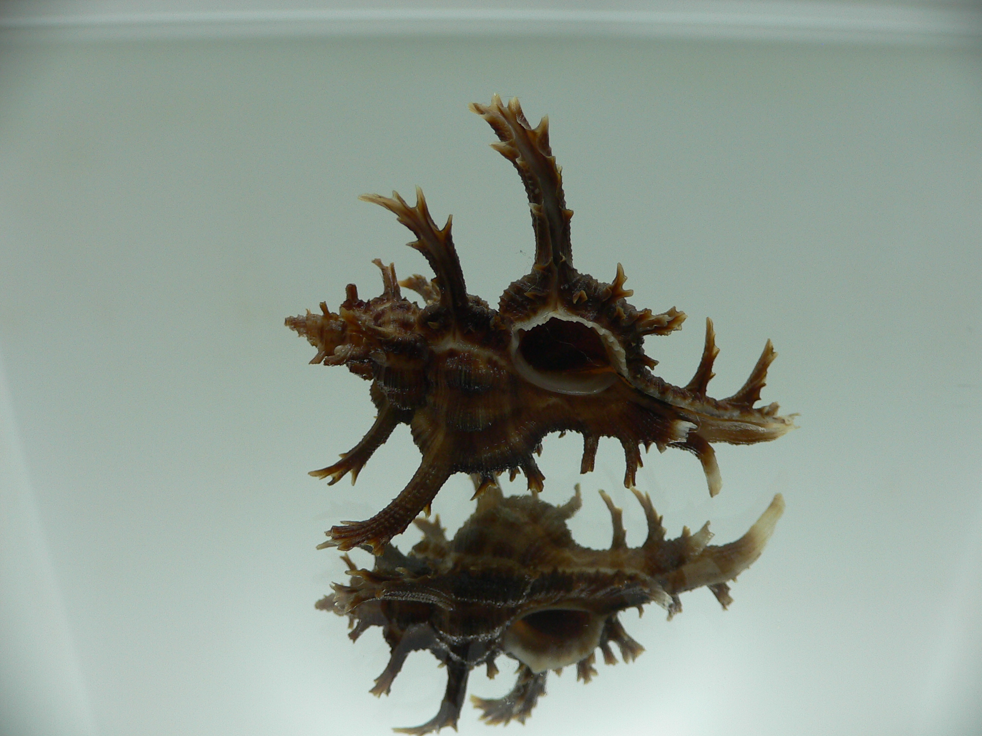 Chicoreus axicornis DARK BROWN