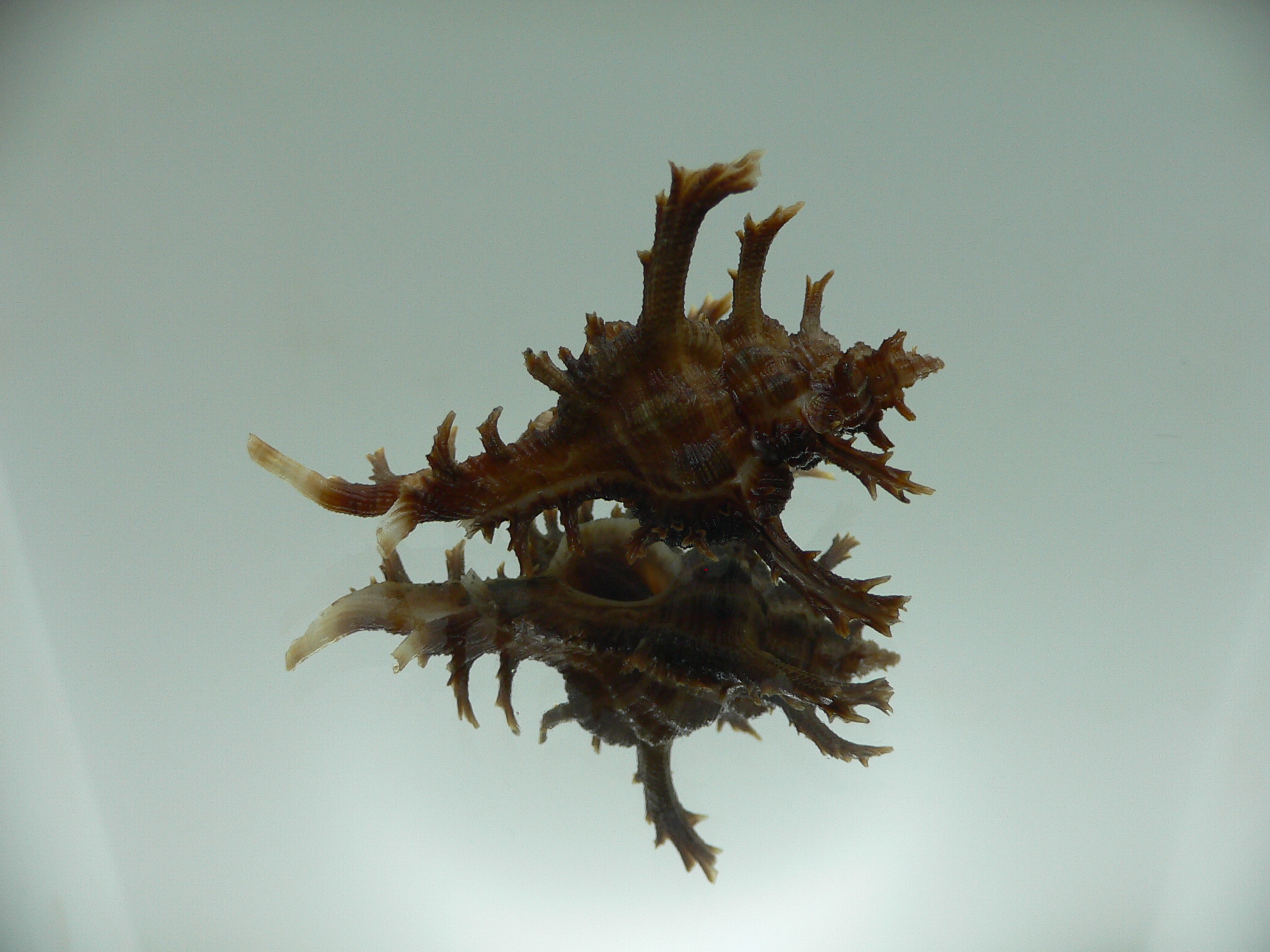 Chicoreus axicornis DARK BROWN