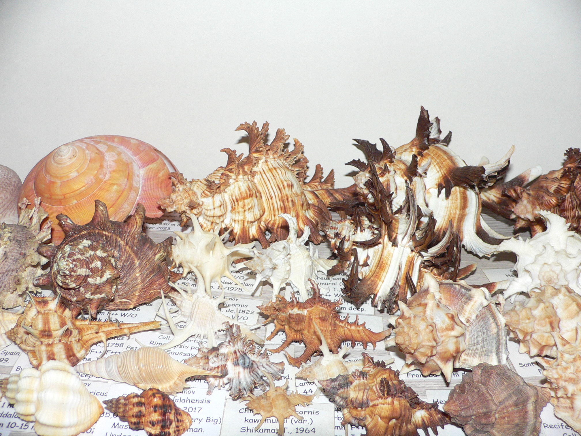 Chicoreus axicornis DARK BROWN