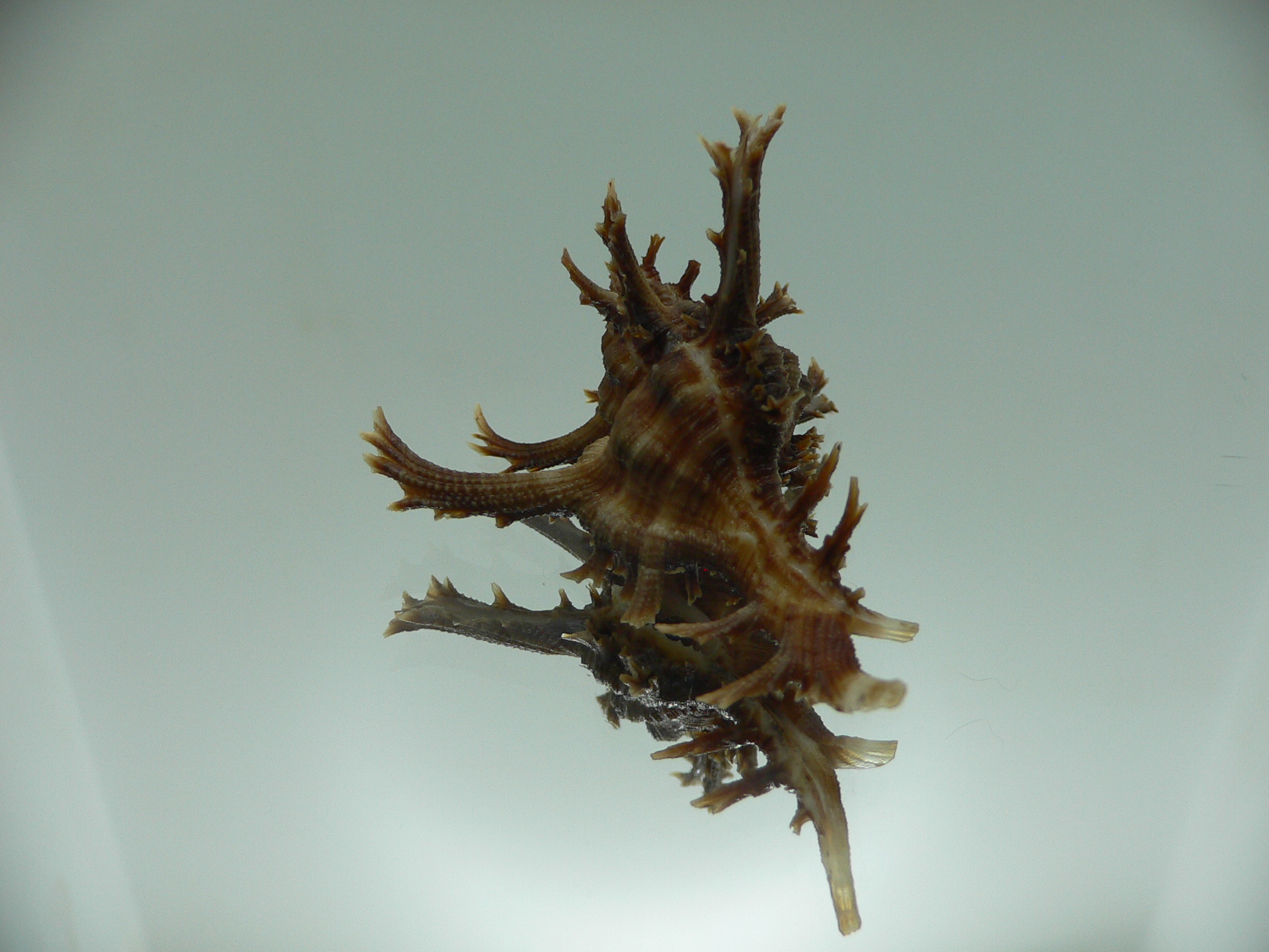 Chicoreus axicornis DARK BROWN