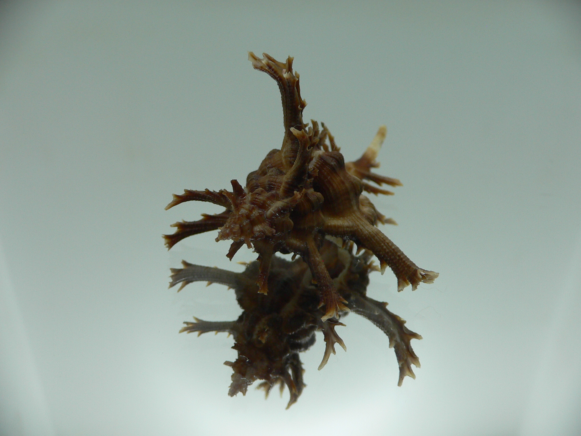 Chicoreus axicornis DARK BROWN