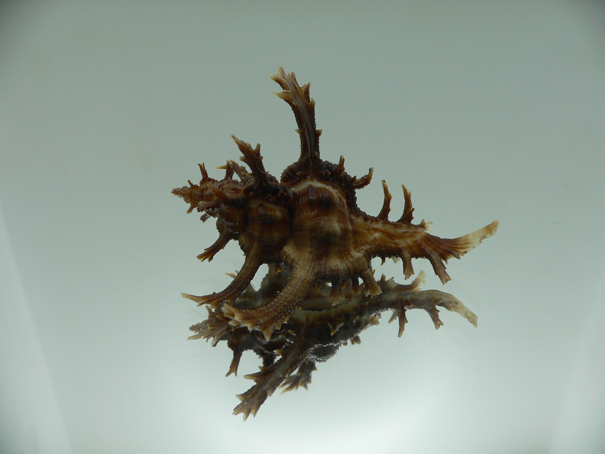 Chicoreus axicornis DARK BROWN