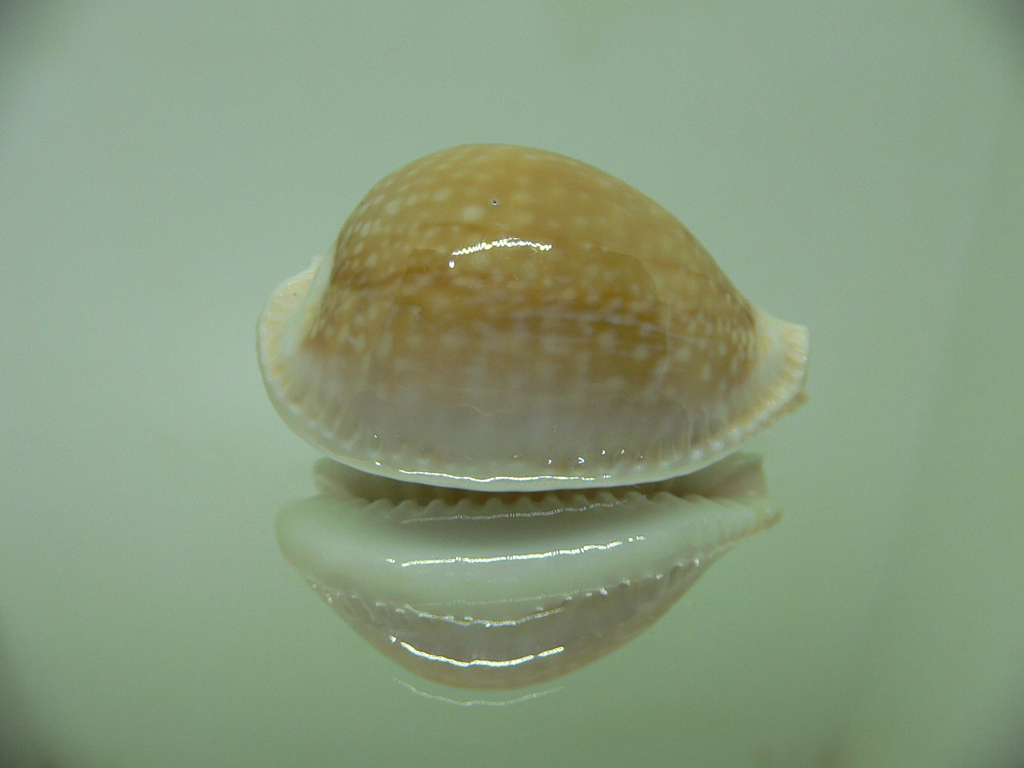 Cypraea miliaris GLOBOSE