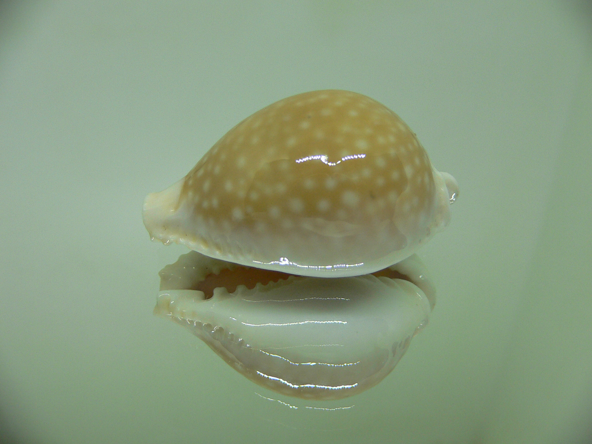 Cypraea miliaris GLOBOSE