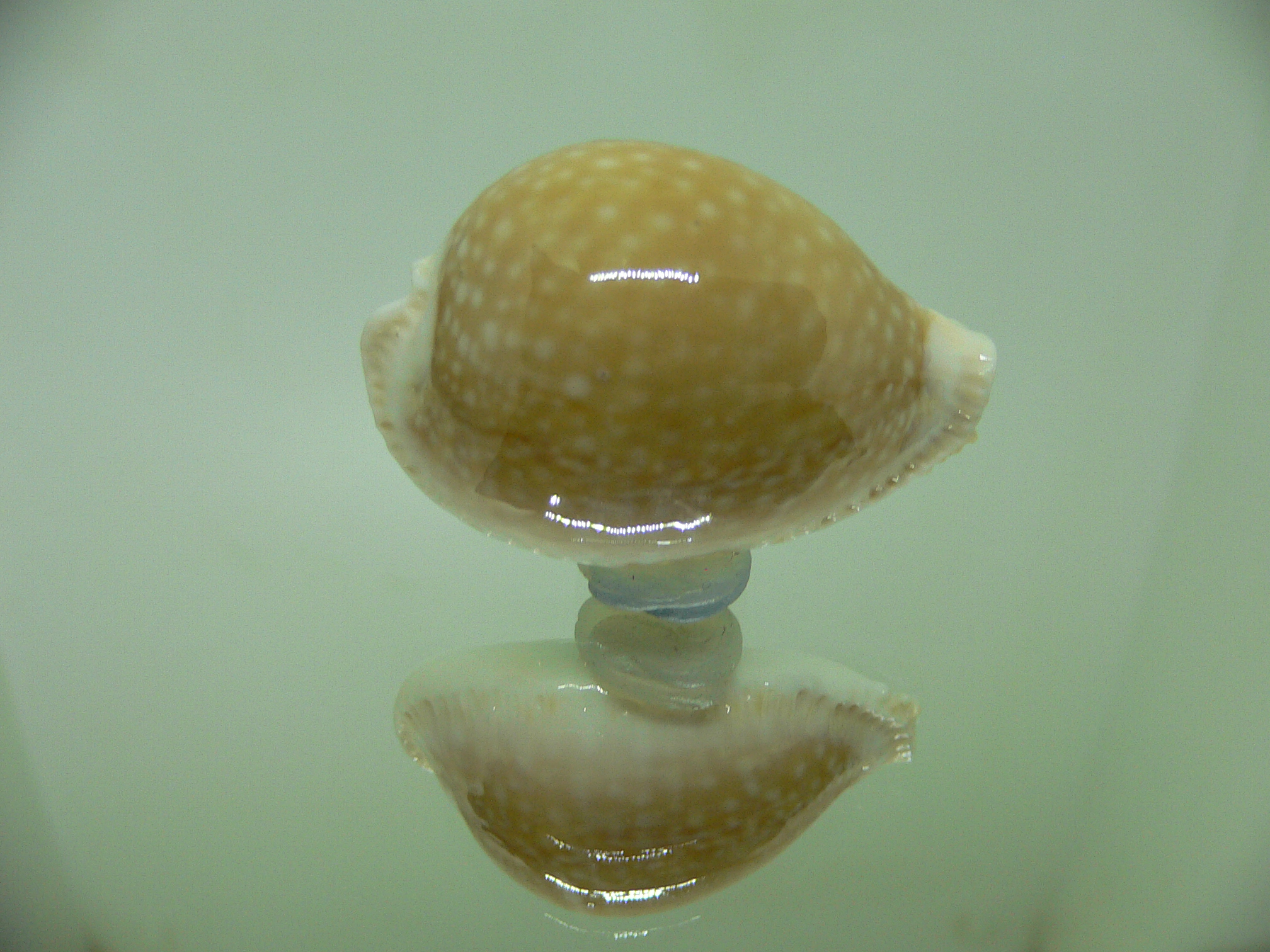 Cypraea miliaris GLOBOSE