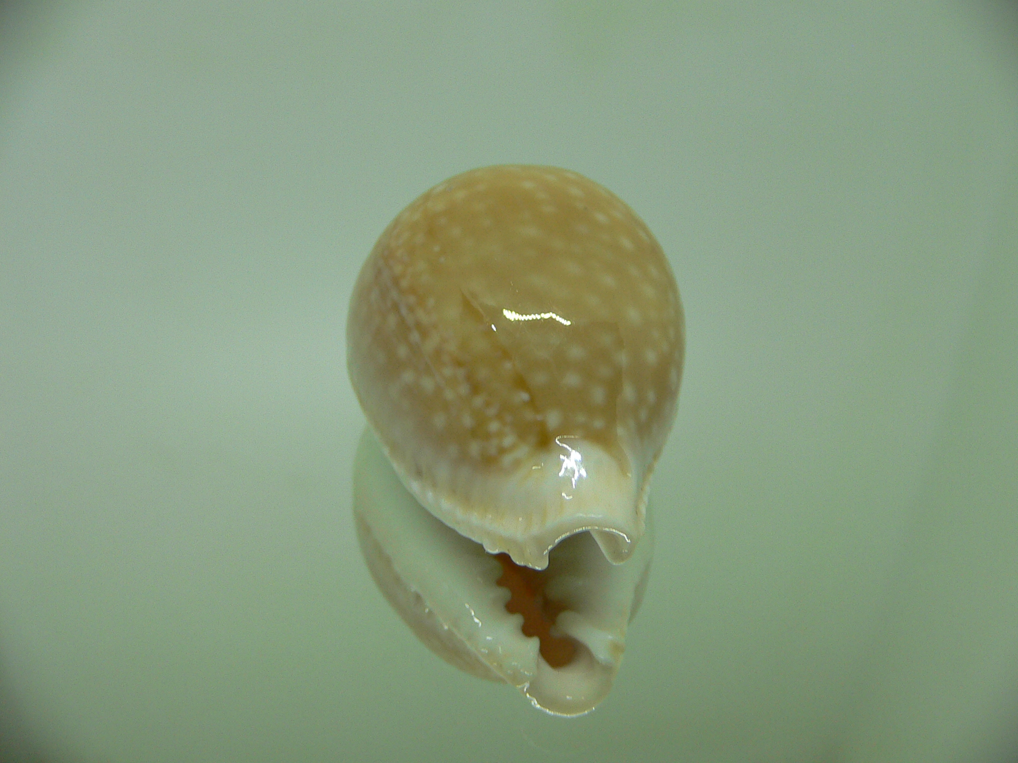 Cypraea miliaris GLOBOSE