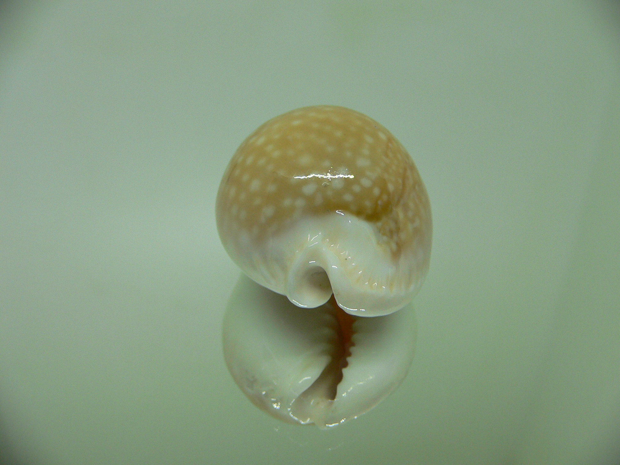 Cypraea miliaris GLOBOSE