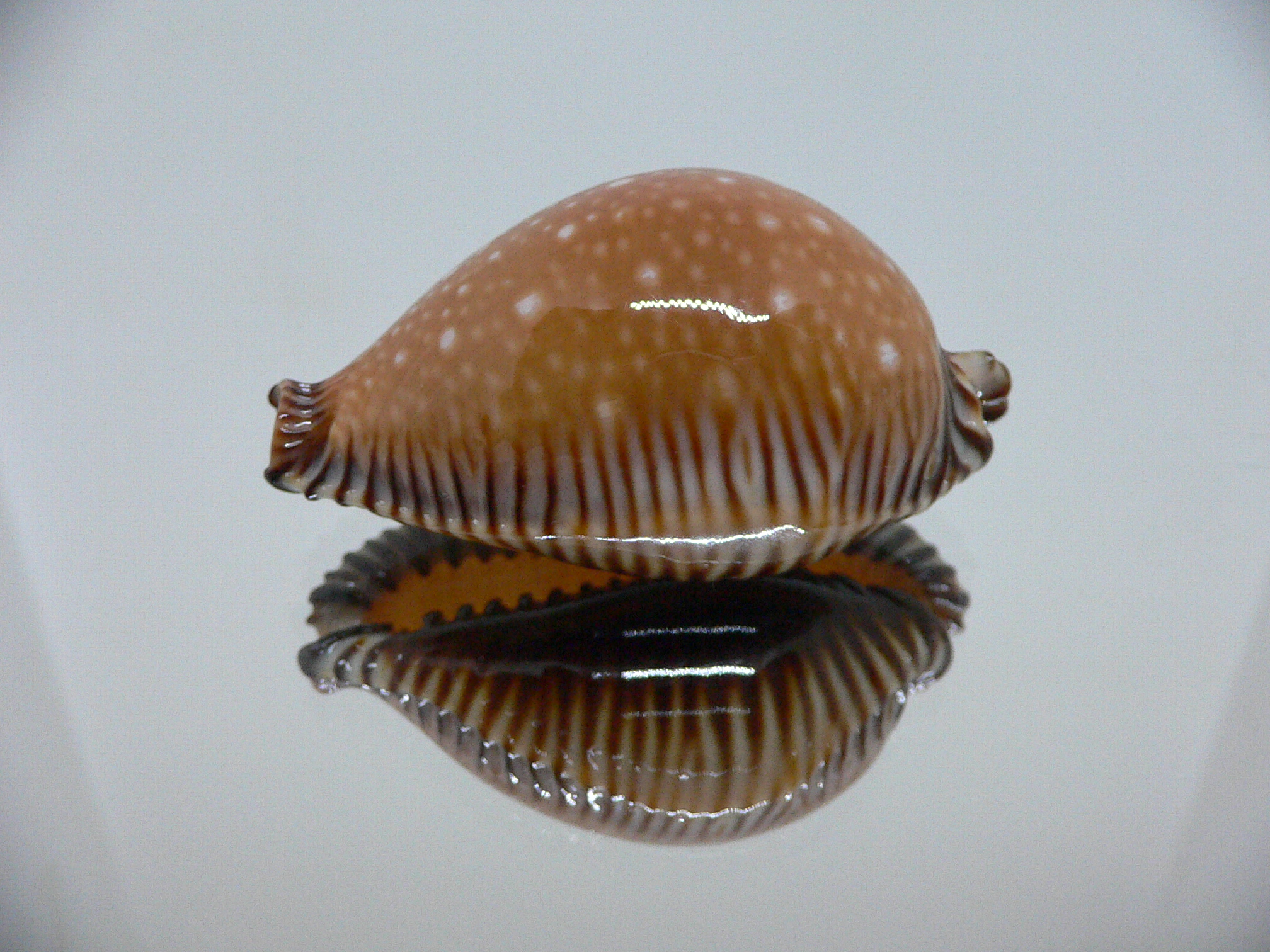 Cypraea guttata surinensis IDEAL & RUSTY
