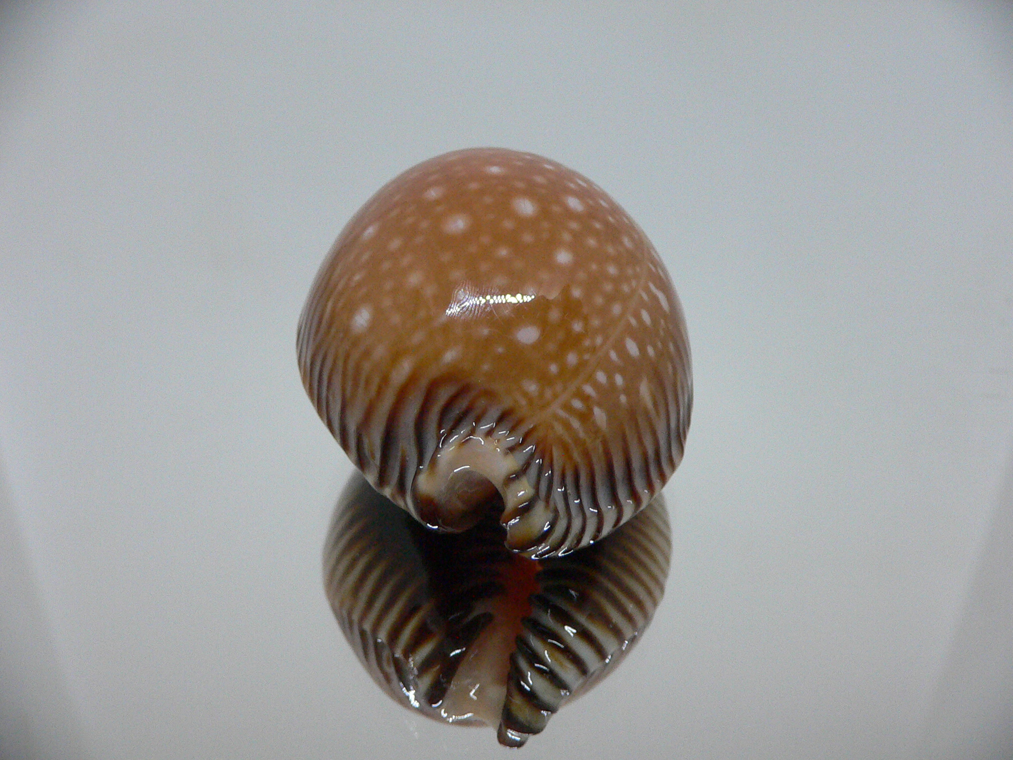 Cypraea guttata surinensis IDEAL & RUSTY